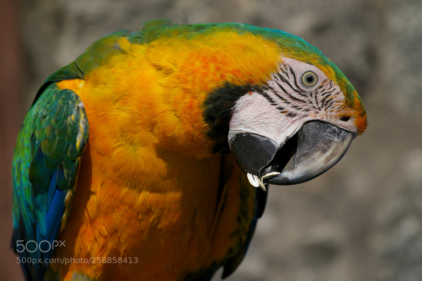 Canon EOS 7D Mark II sample photo. Colorful parrot photography