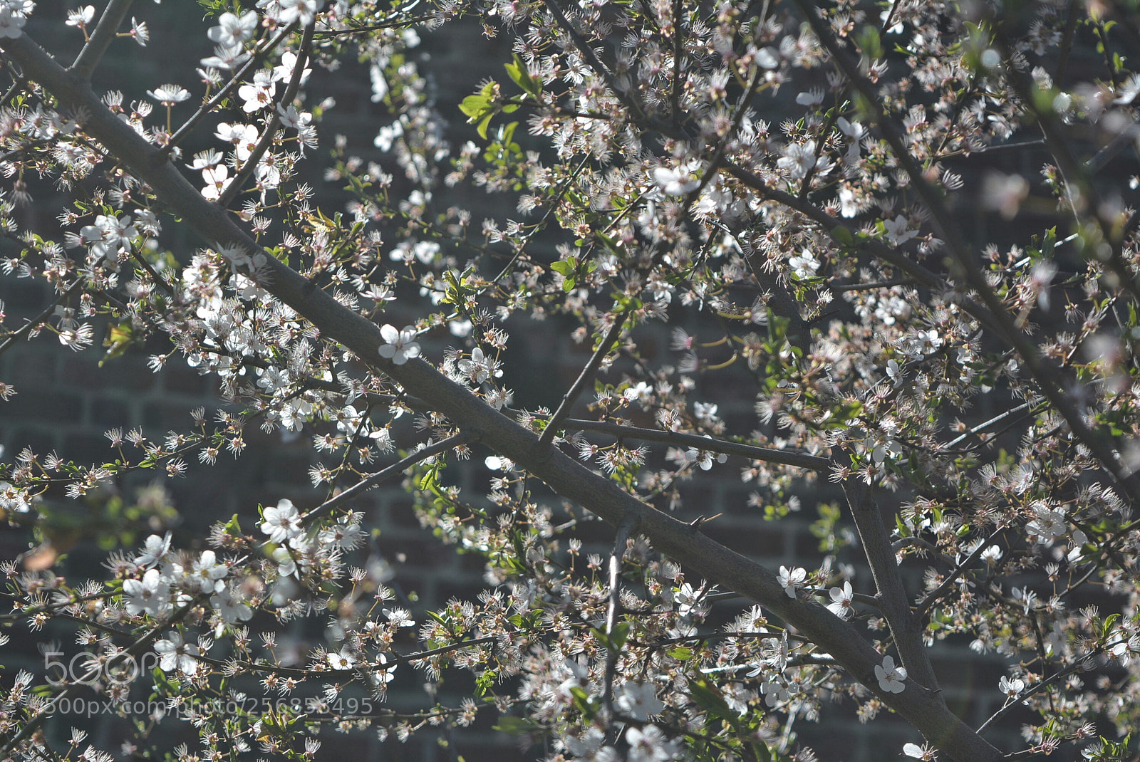 Nikon D5200 sample photo. Mirabelki19 photography