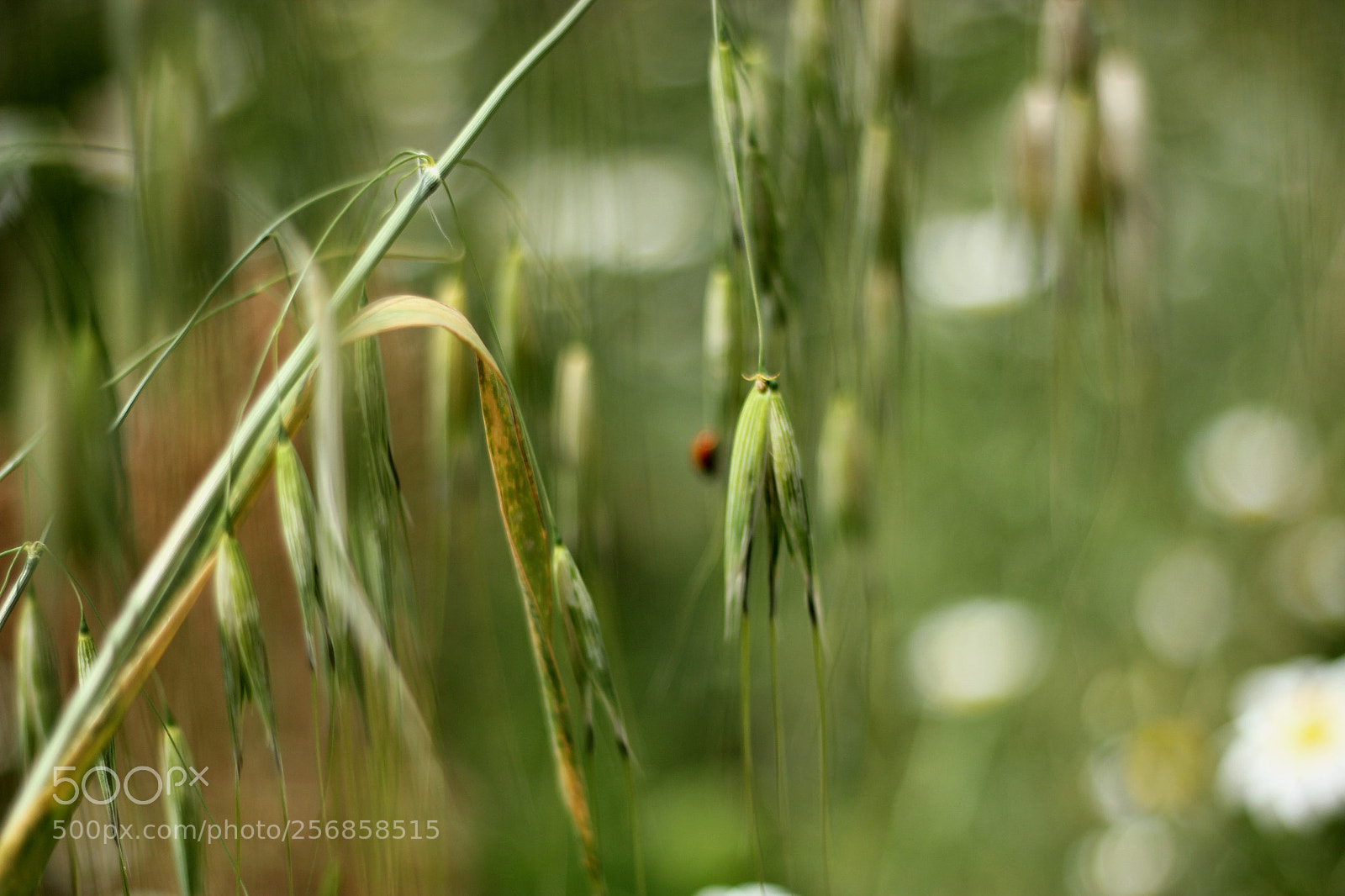 Canon EOS 550D (EOS Rebel T2i / EOS Kiss X4) sample photo. The ladybug photography