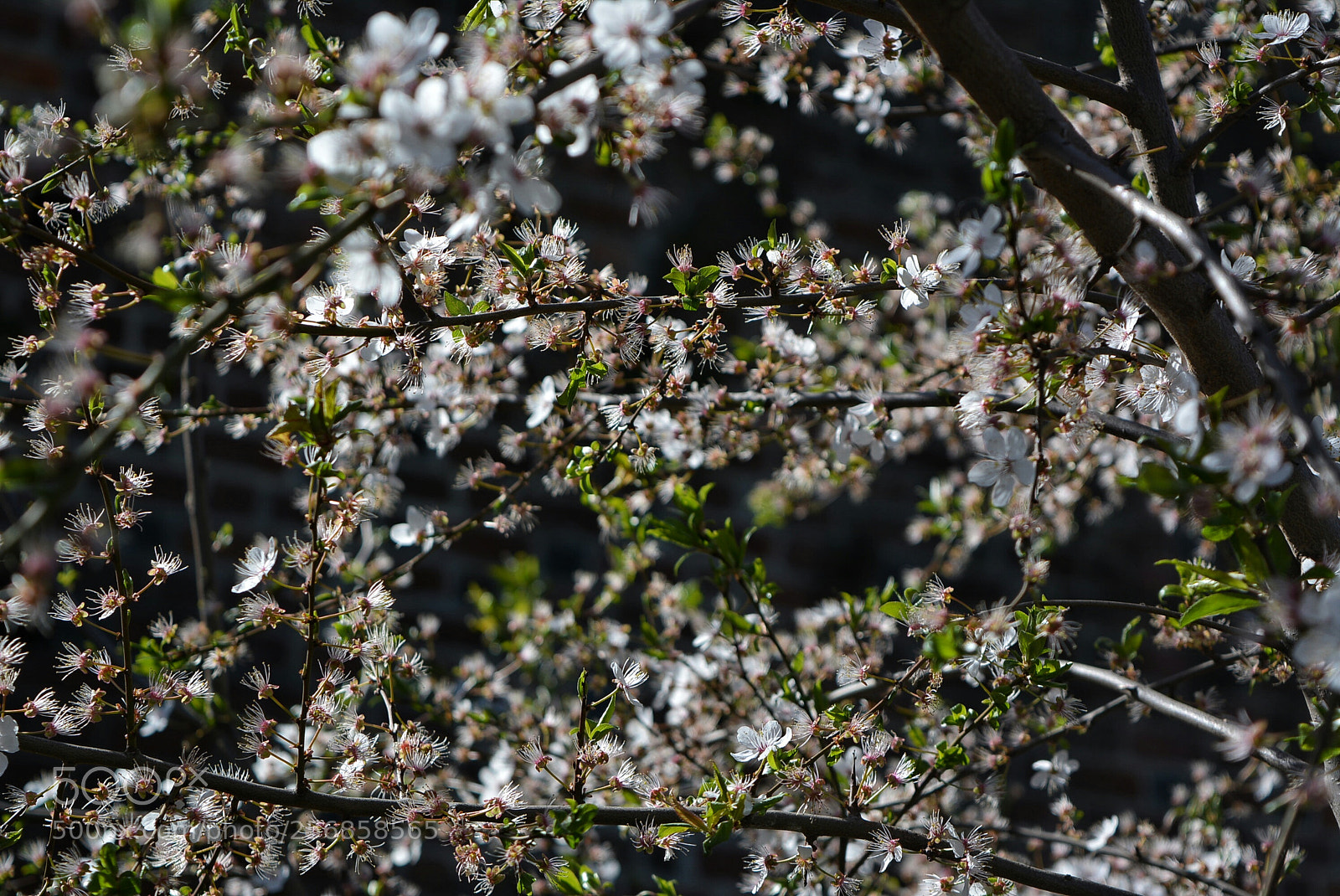 Nikon D5200 sample photo. Mirabelki20 photography