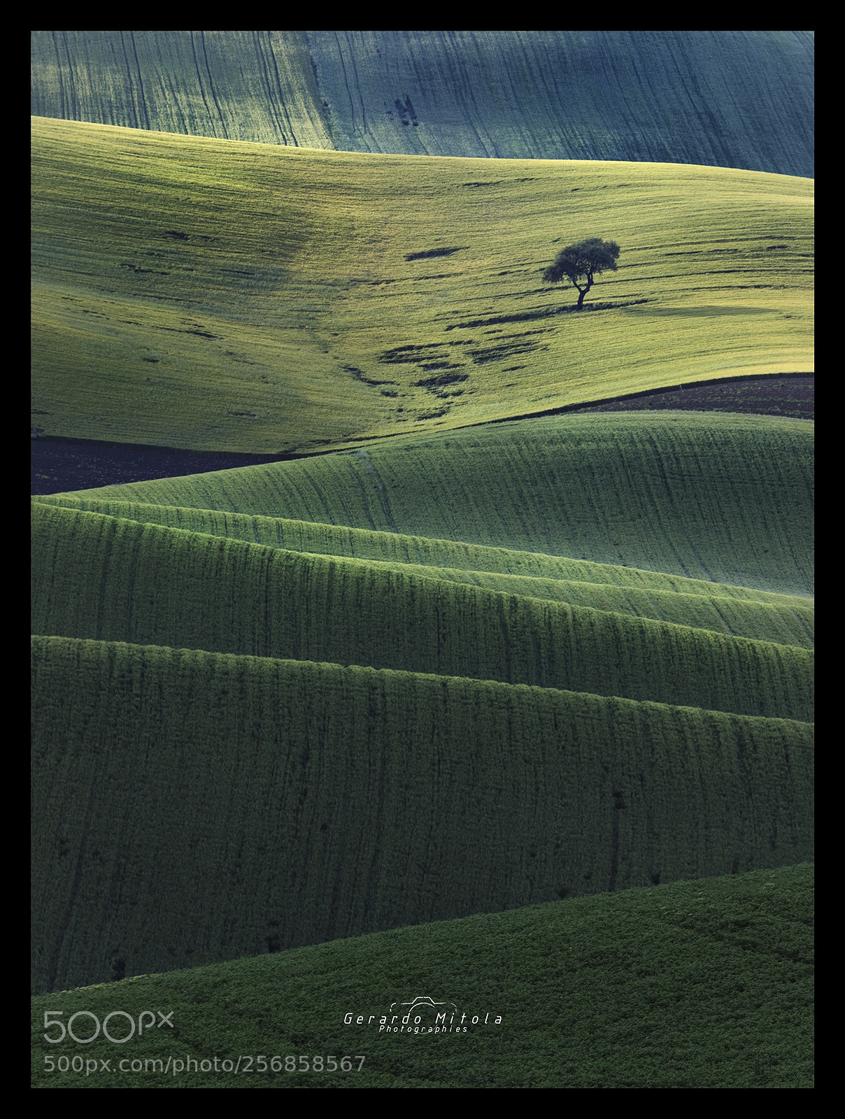 Canon EOS 5D Mark IV sample photo. Tree and ondulating fields photography