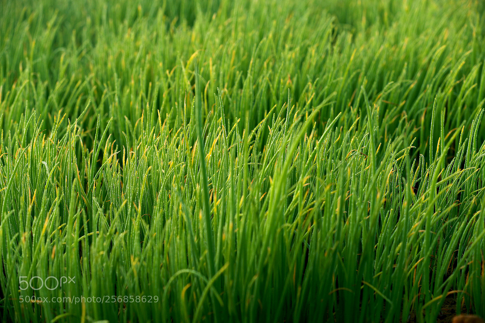 Canon EOS-1D X Mark II sample photo. Cbp photography