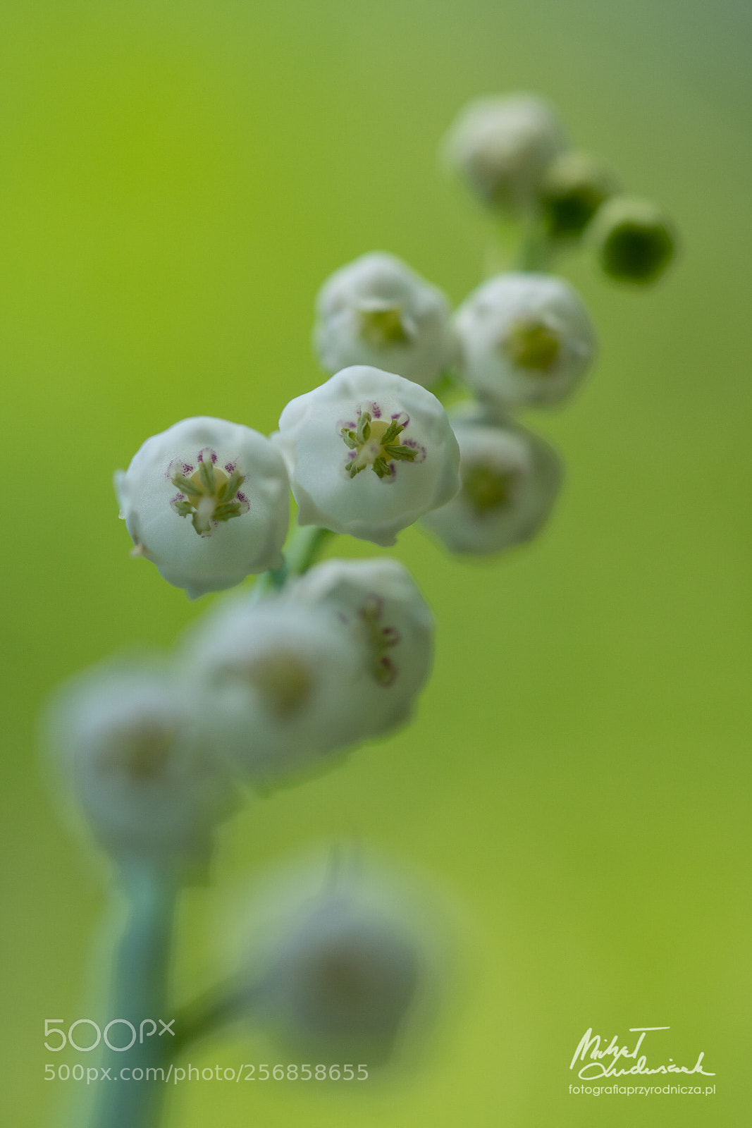 Sony a6500 sample photo. White bells ii photography
