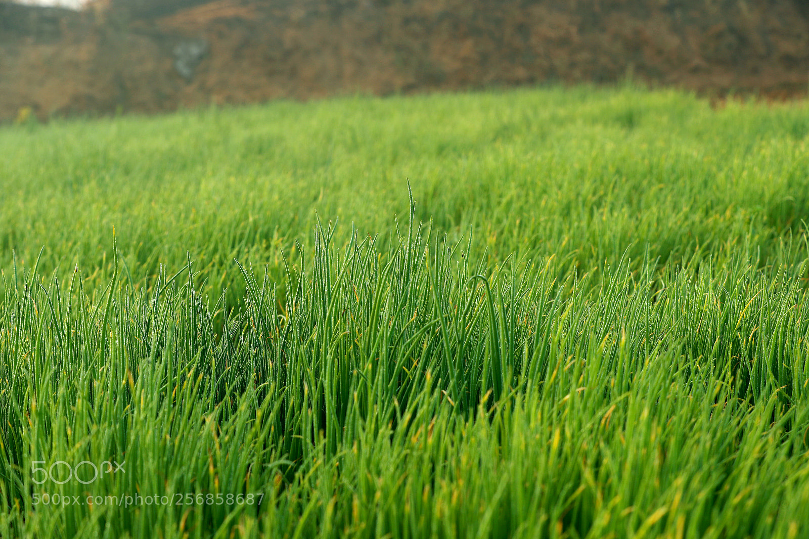 Canon EOS-1D X Mark II sample photo. Cbp photography