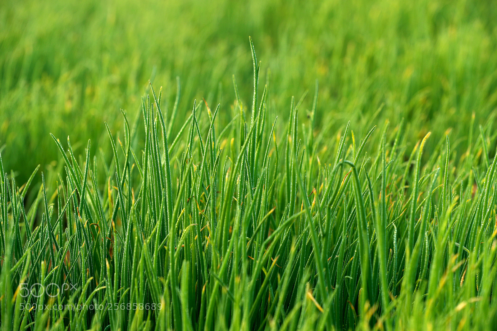 Canon EOS-1D X Mark II sample photo. Cbp photography