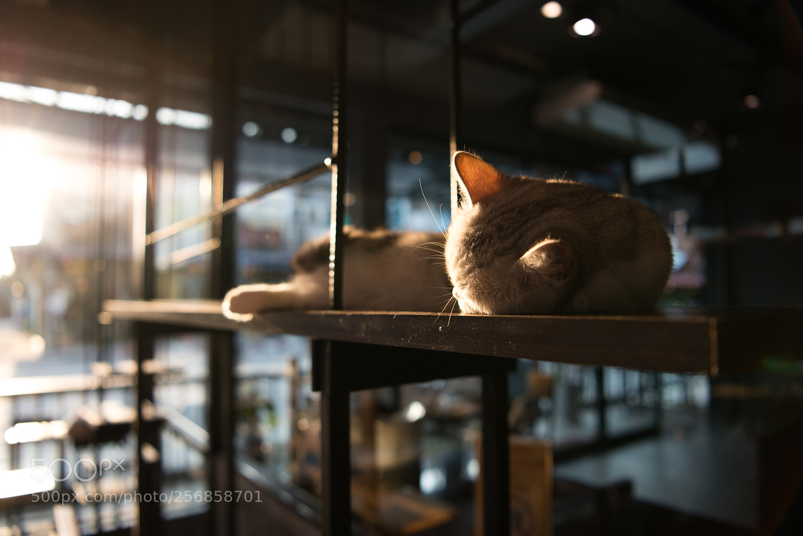 Nikon D800E sample photo. Cat sleep photography