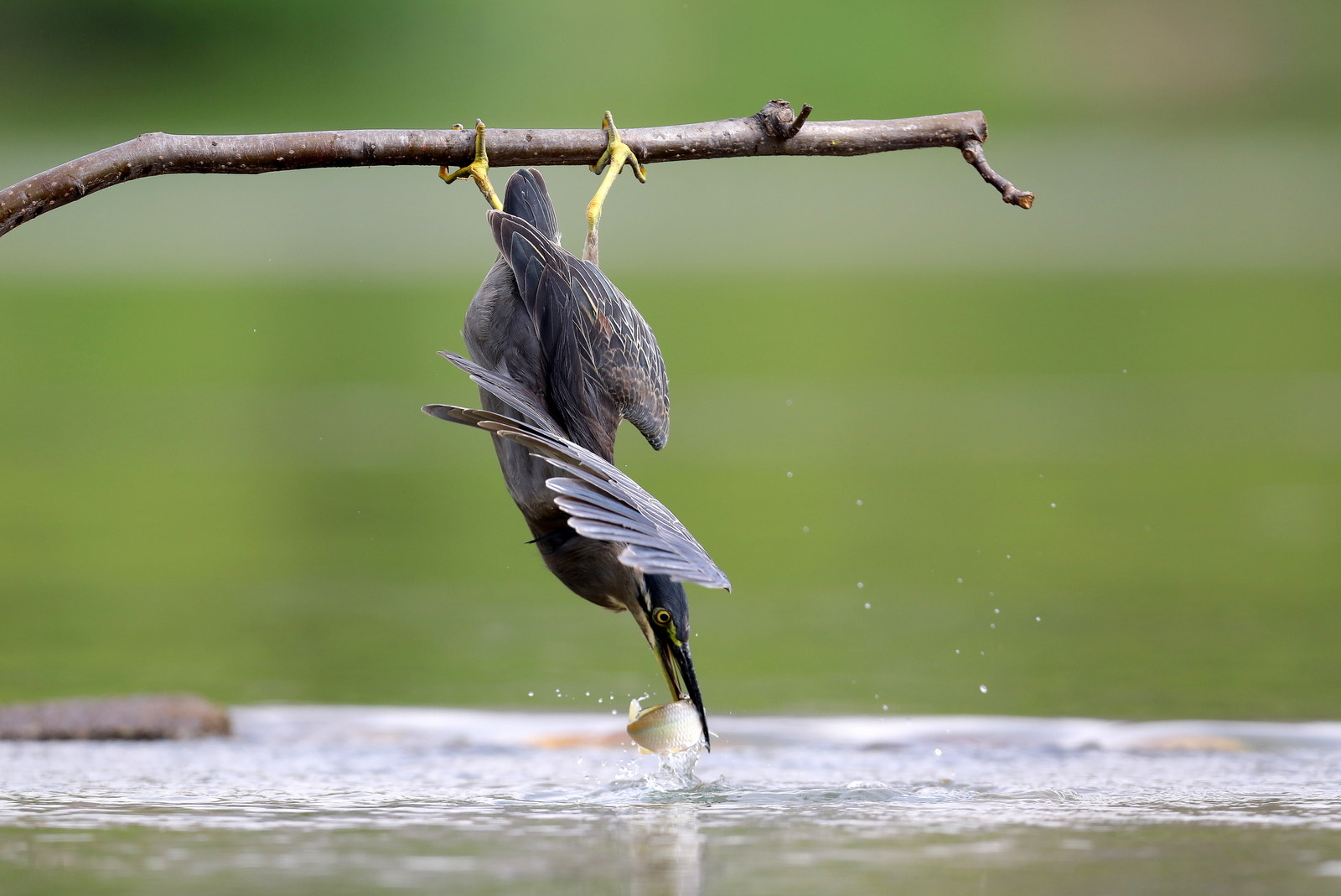 Canon EOS 5D Mark IV + Canon EF 600mm f/4L IS sample photo. 검은머리댕기해오라기 photography