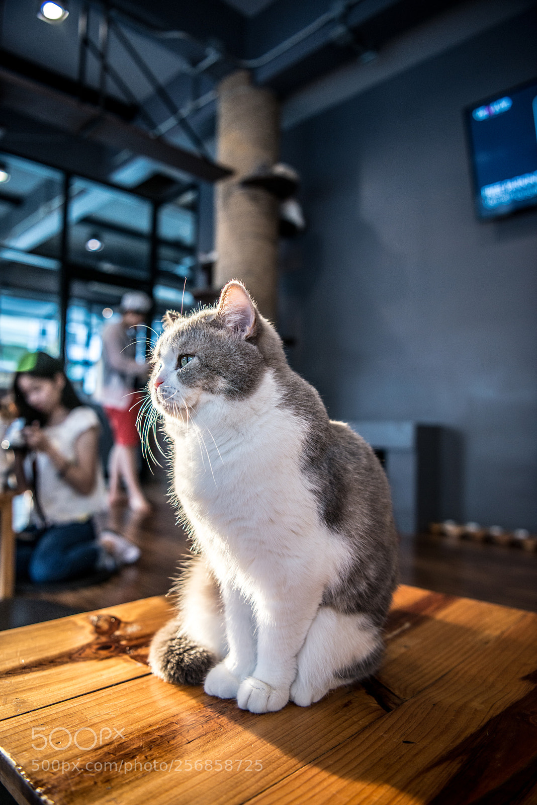 Nikon D800E sample photo. Meow meow photography