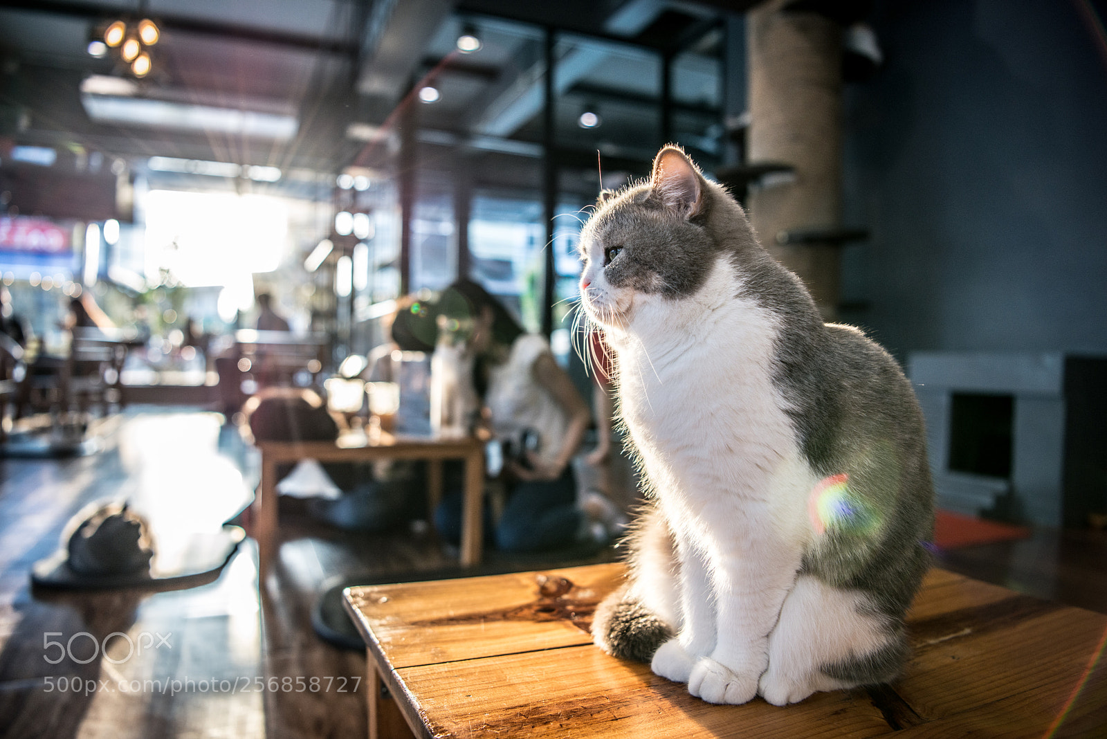Nikon D800E sample photo. Stay here.. photography