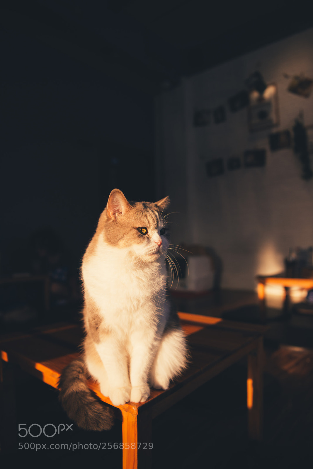 Nikon D800E sample photo. I don't care meow! photography