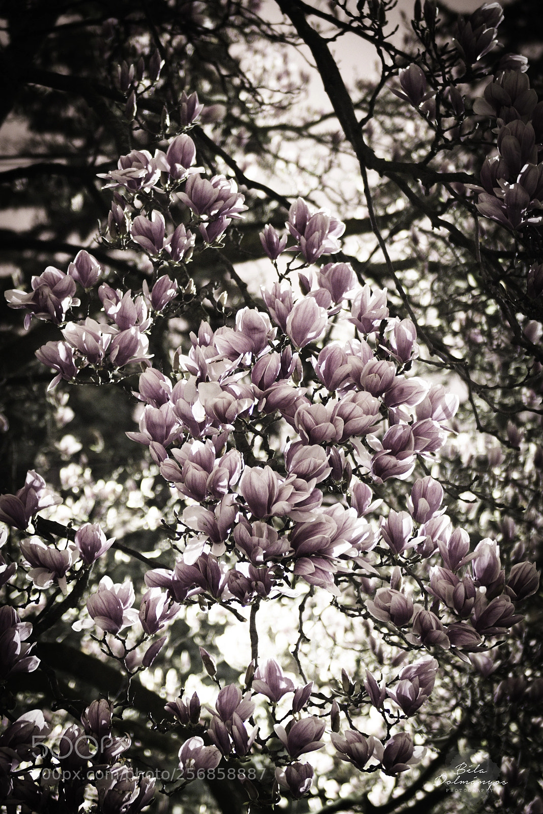 Nikon D810 sample photo. 2:00am magnolia photography
