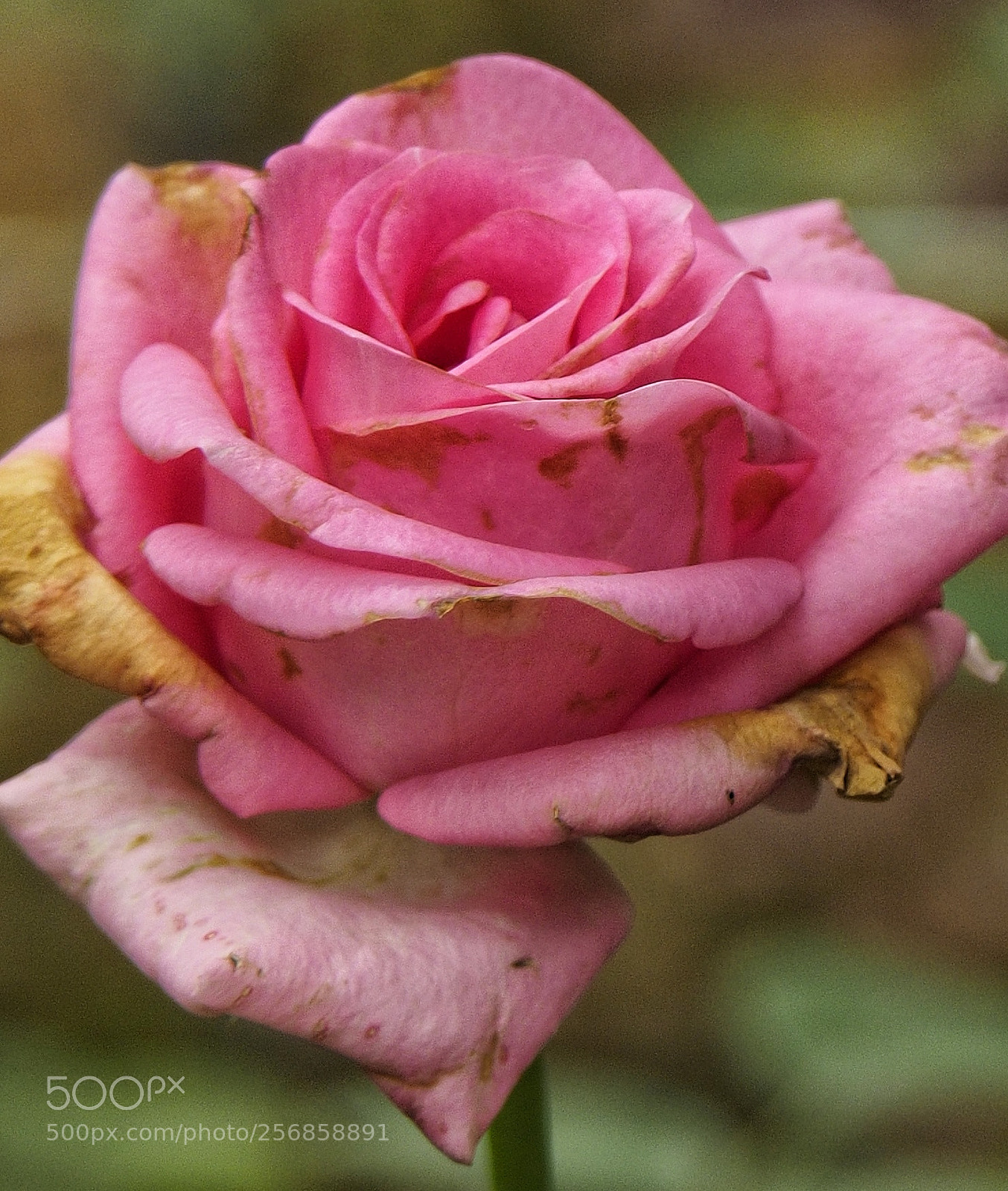 Olympus OM-D E-M1 sample photo. Pink  rose photography
