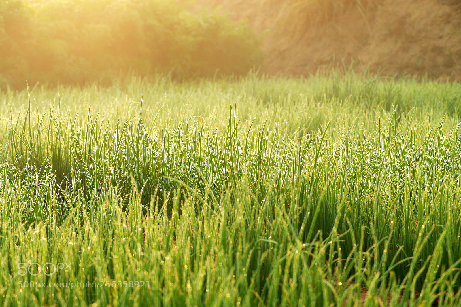 Canon EOS-1D X Mark II sample photo. Cbp photography