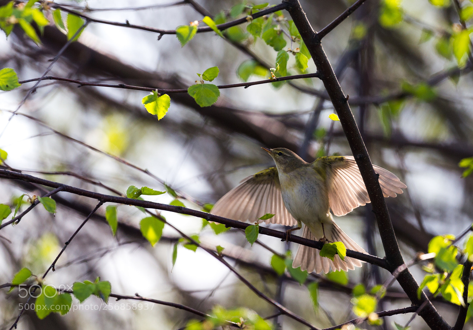 Canon EOS 6D sample photo. Free hugs! willow warbler photography