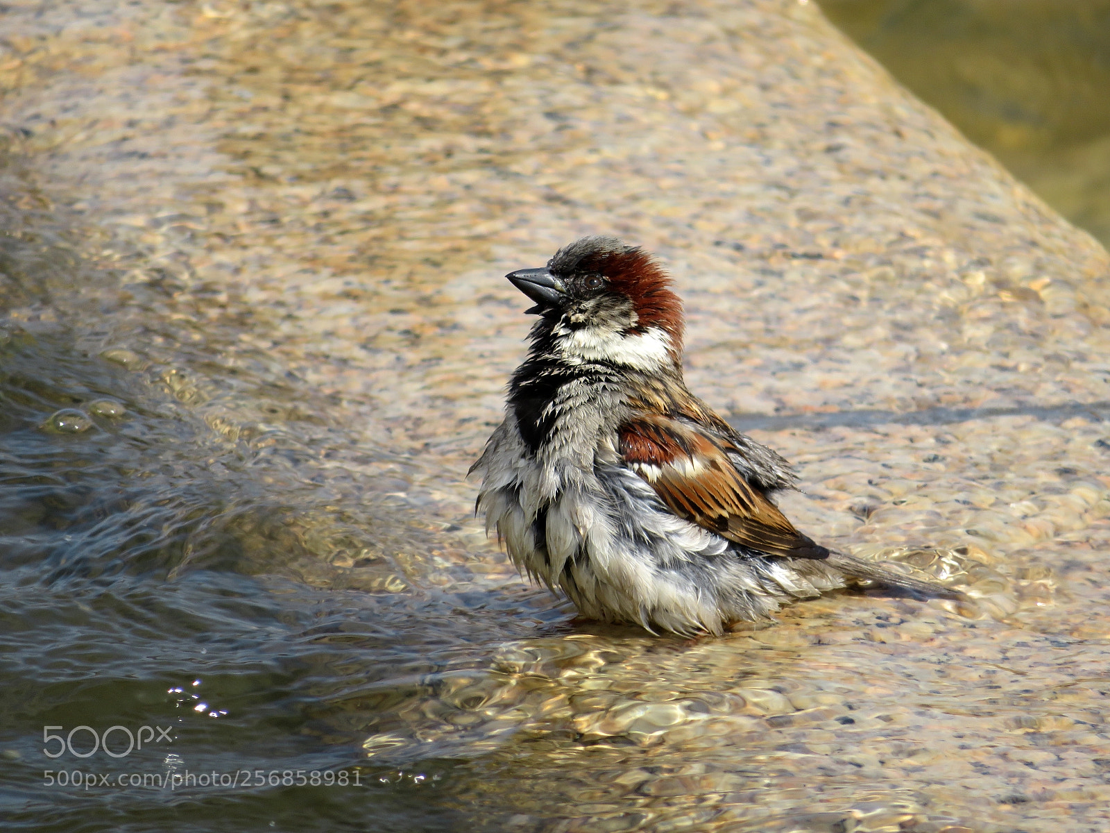 Canon PowerShot SX720 HS sample photo. In a fountain photography