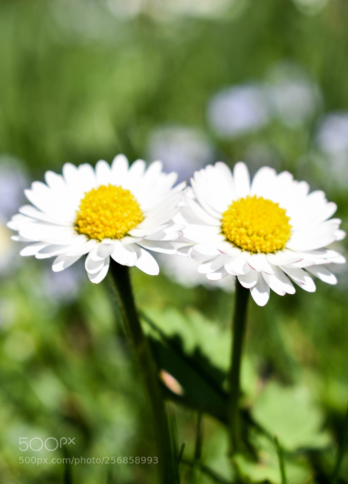 Nikon D3400 sample photo. Daisy photography