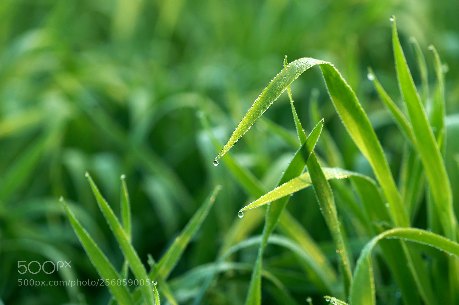 Canon EOS-1D X Mark II sample photo. Cbp photography