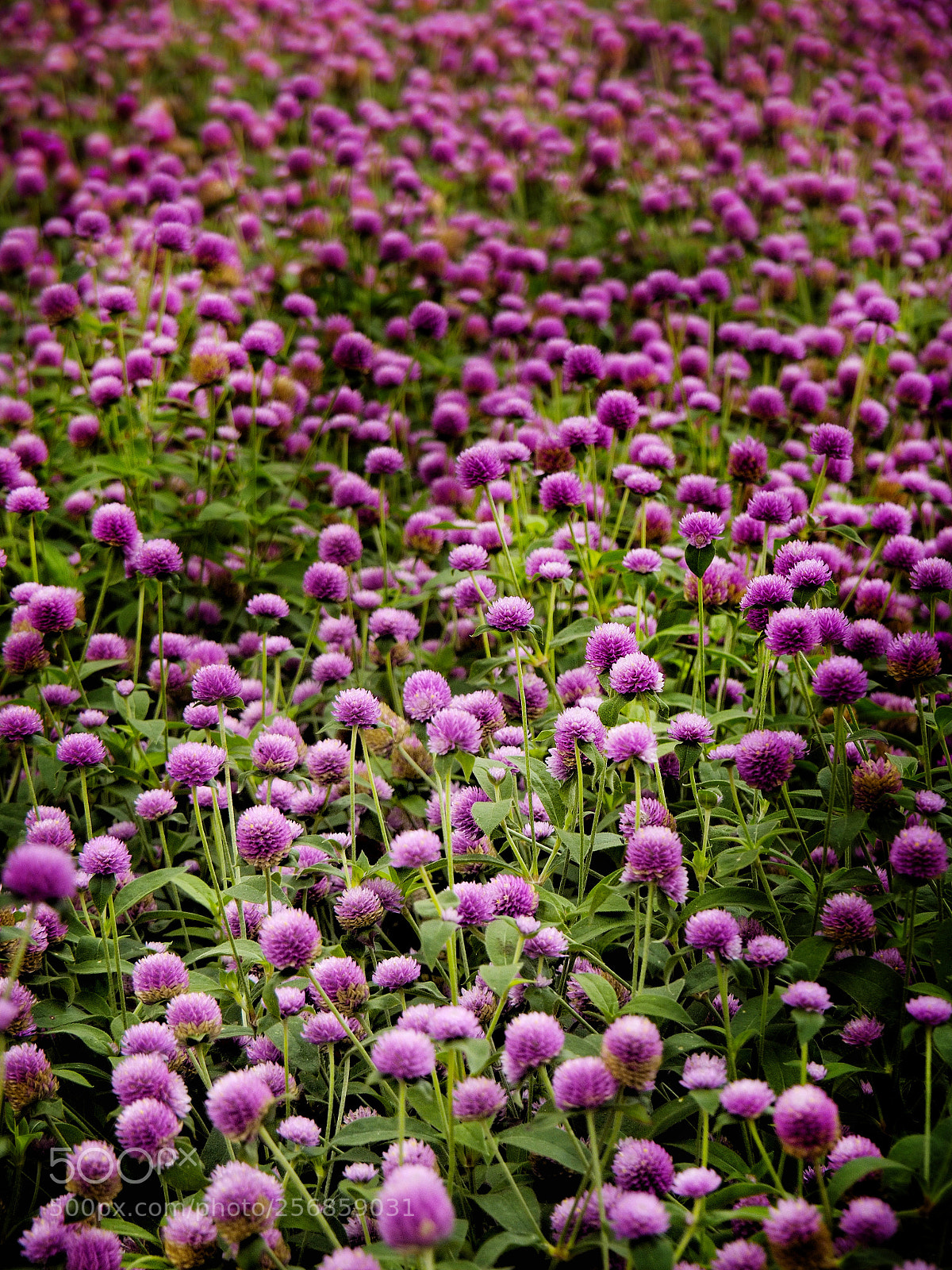 Olympus OM-D E-M1 sample photo. Flower beds photography
