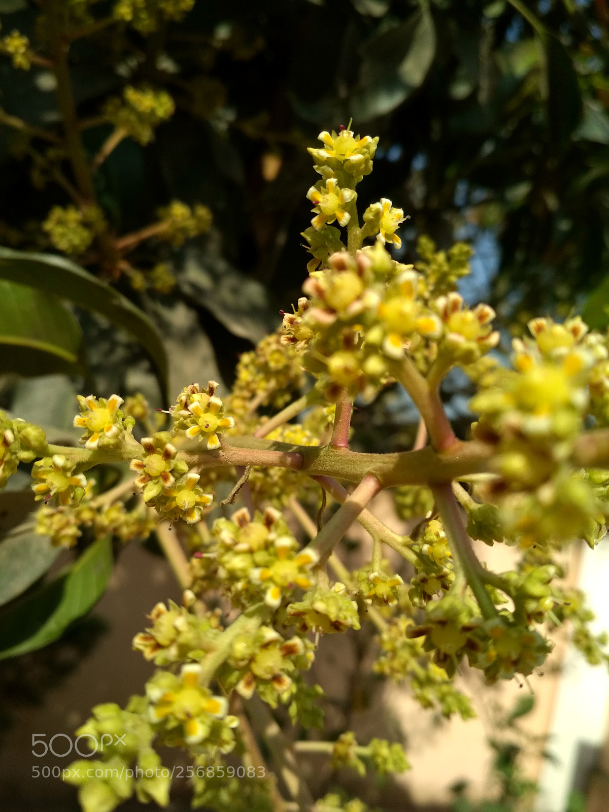 Xiaomi Redmi 4 Pro sample photo. Untitled photography