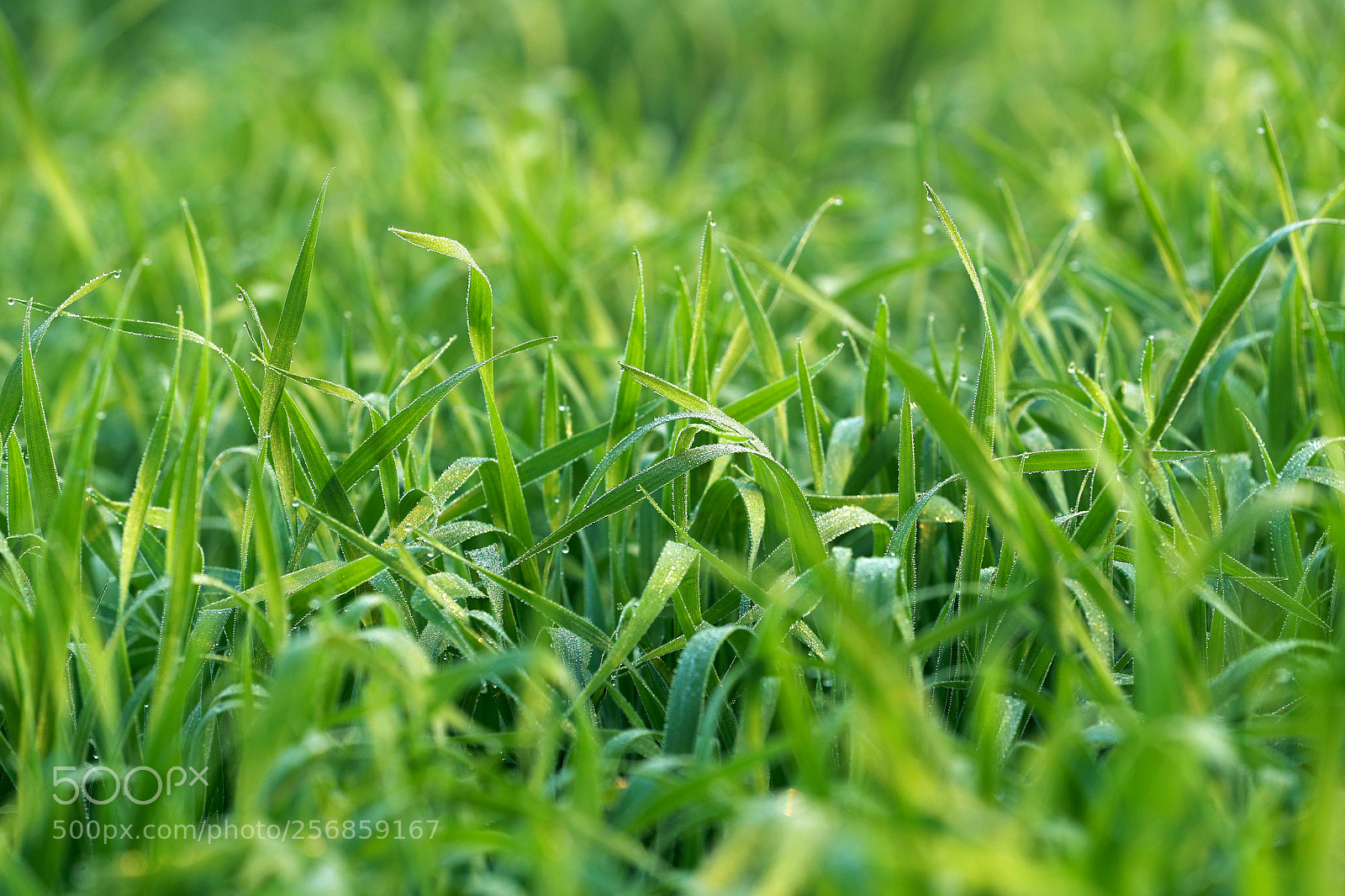 Canon EOS-1D X Mark II sample photo. Cbp photography