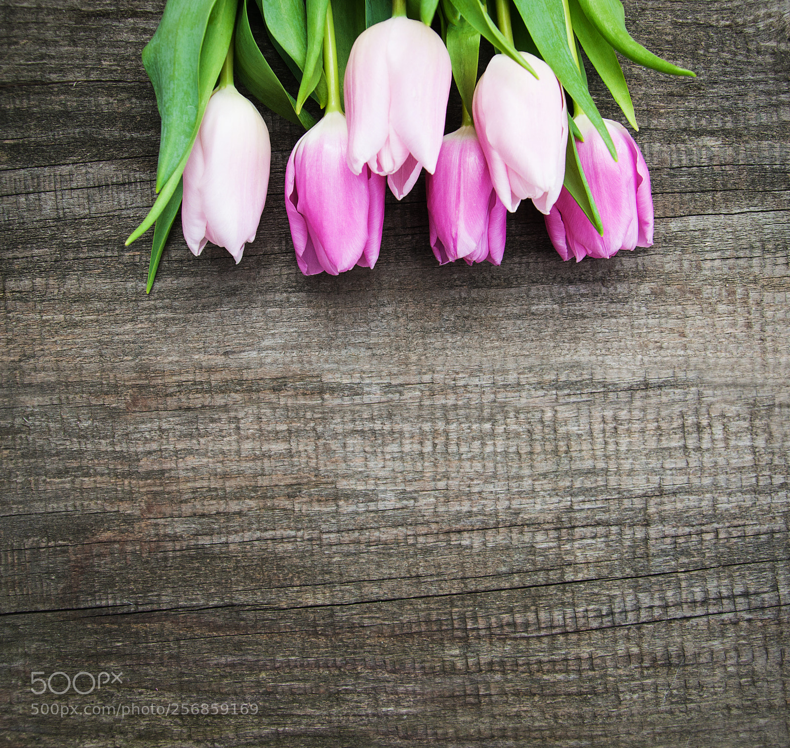 Nikon D90 sample photo. Spring tulips flowers photography