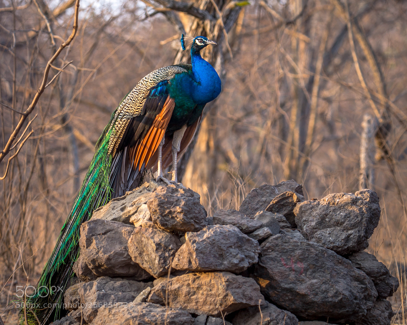 Canon EOS 6D sample photo. Peafowl photography