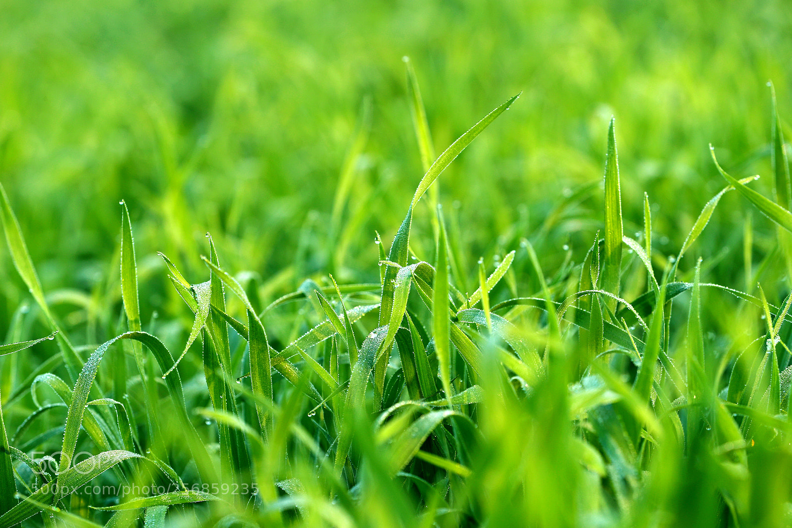 Canon EOS-1D X Mark II sample photo. Cbp photography