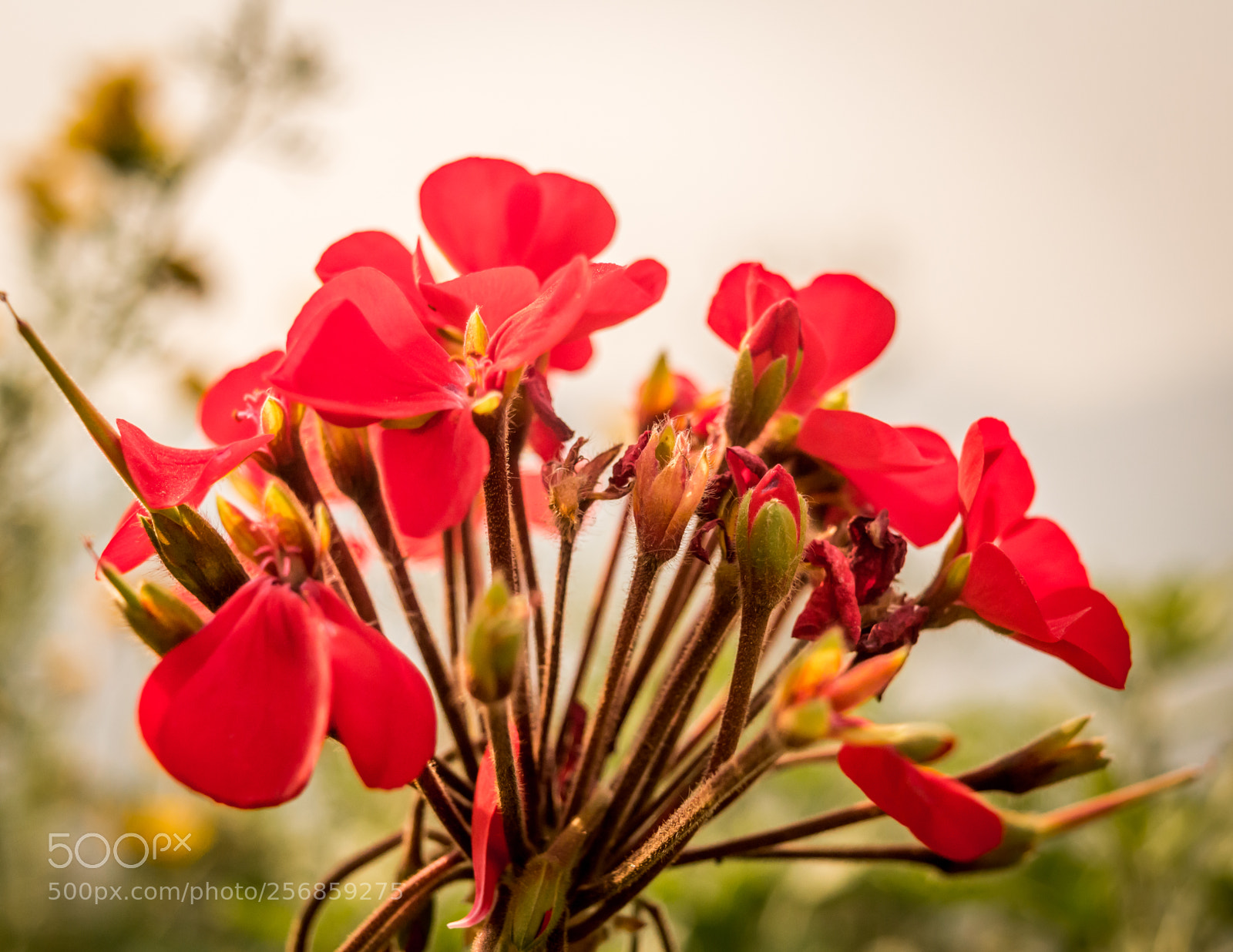 Nikon D3200 sample photo. Red flower and buds photography