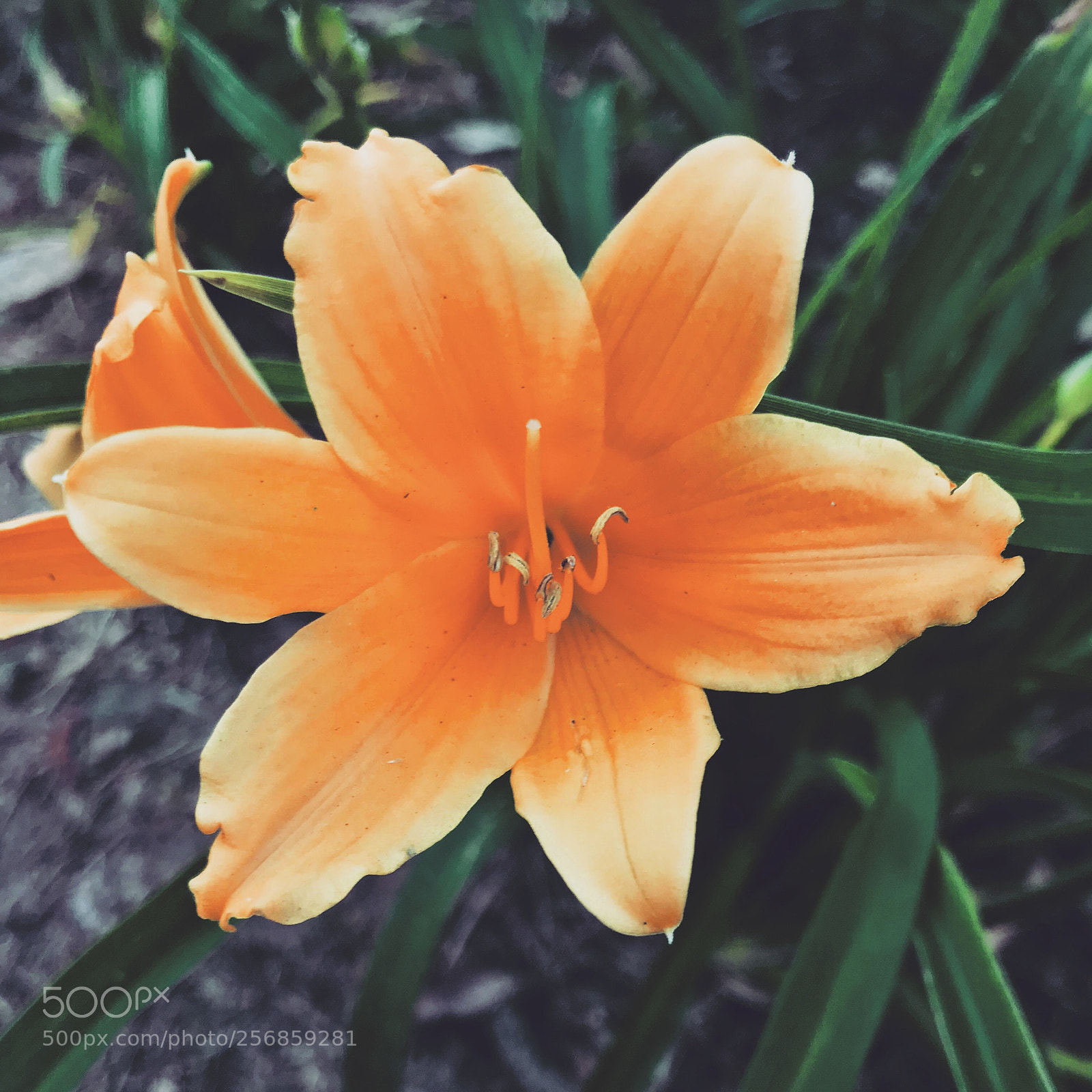 Apple iPhone 7 sample photo. Untitled photography