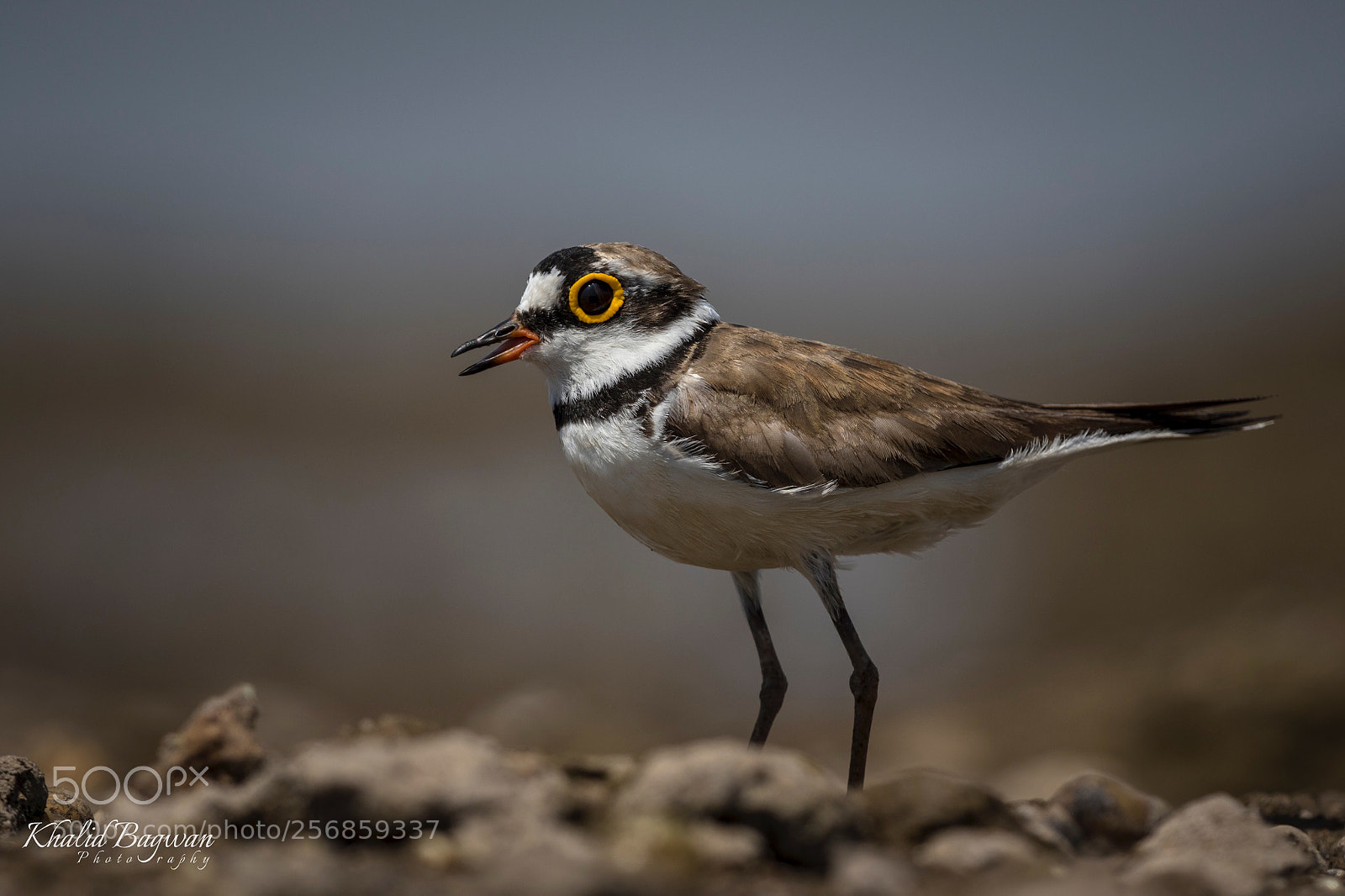 Canon EOS 7D Mark II sample photo. Little ringed plover photography