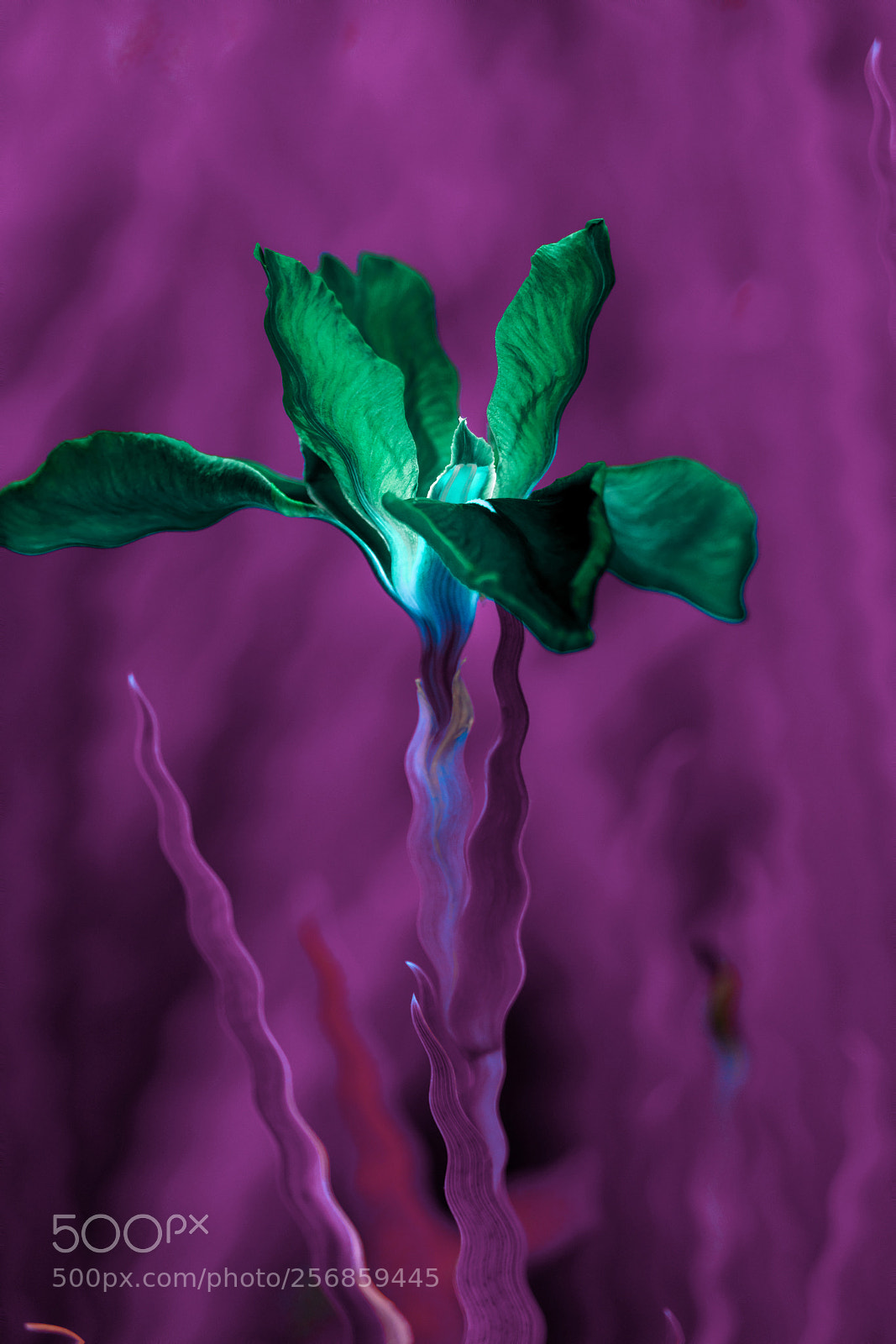 Sony a7R II sample photo. Orchid on the mars photography