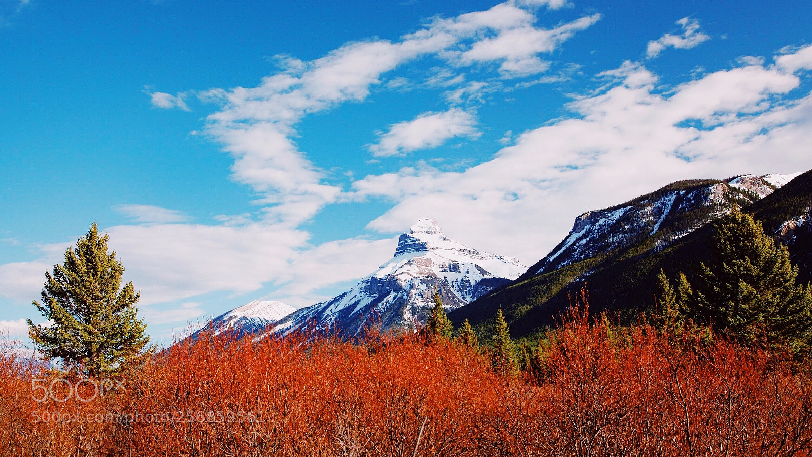 Canon EOS 5D Mark II sample photo. Moose meadows  photography
