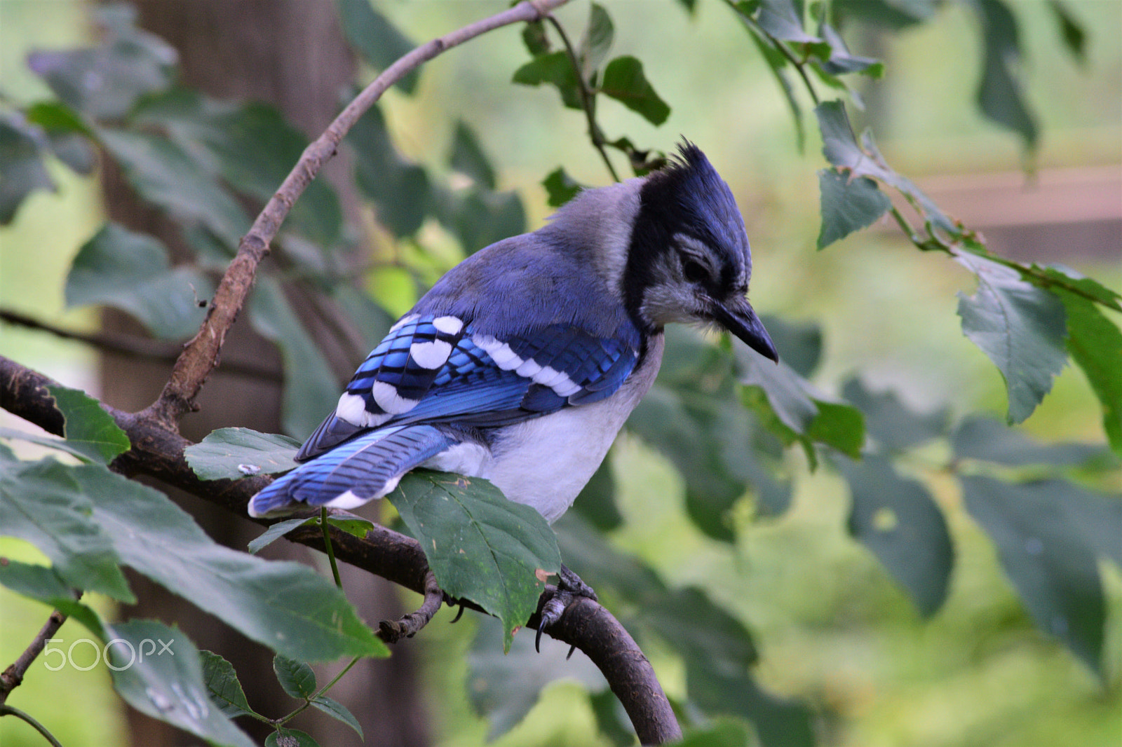 Nikon D3300 sample photo. Bluejay and branch (e) photography