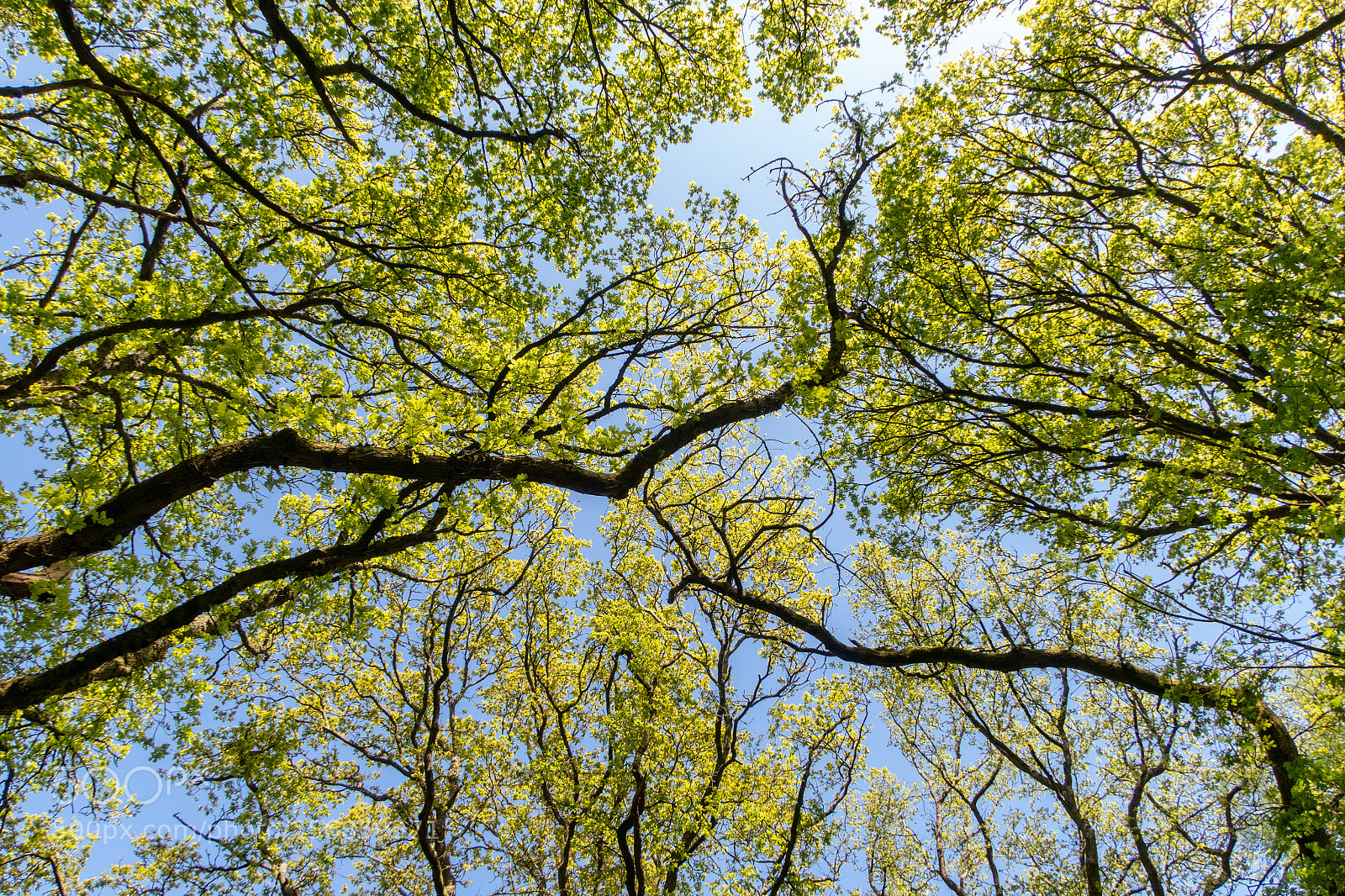 Canon PowerShot G7 X Mark II sample photo. Skywards photography