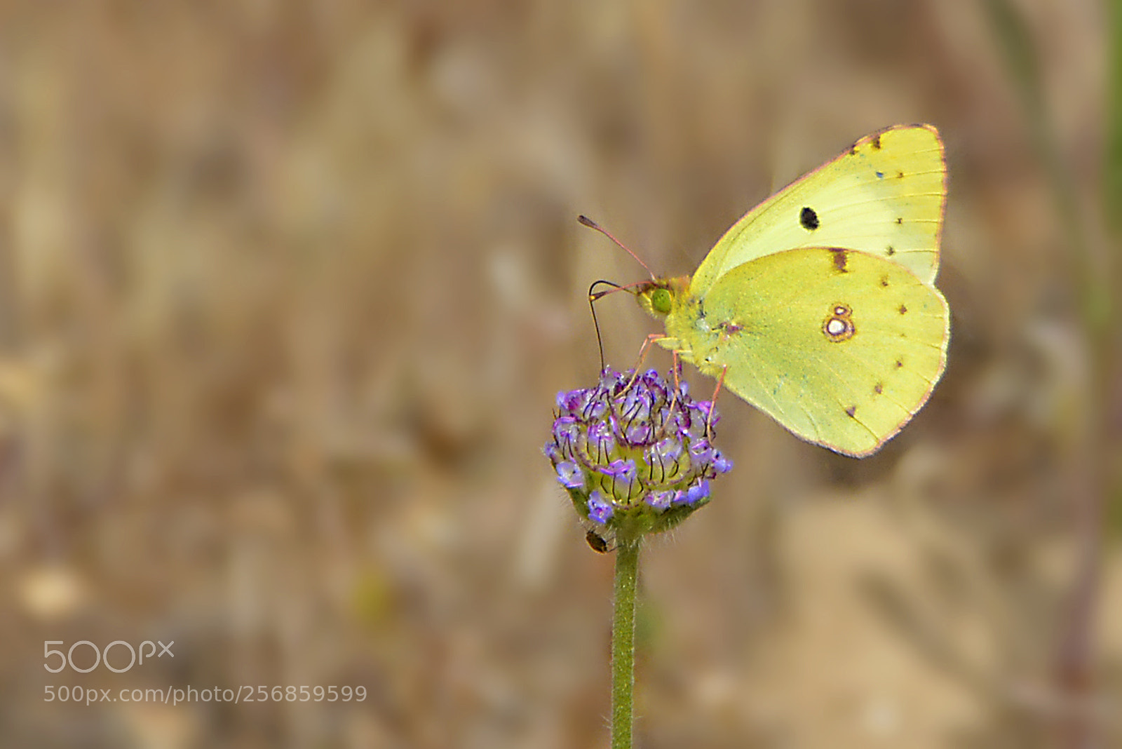 Nikon D5200 sample photo. Colias croceus photography