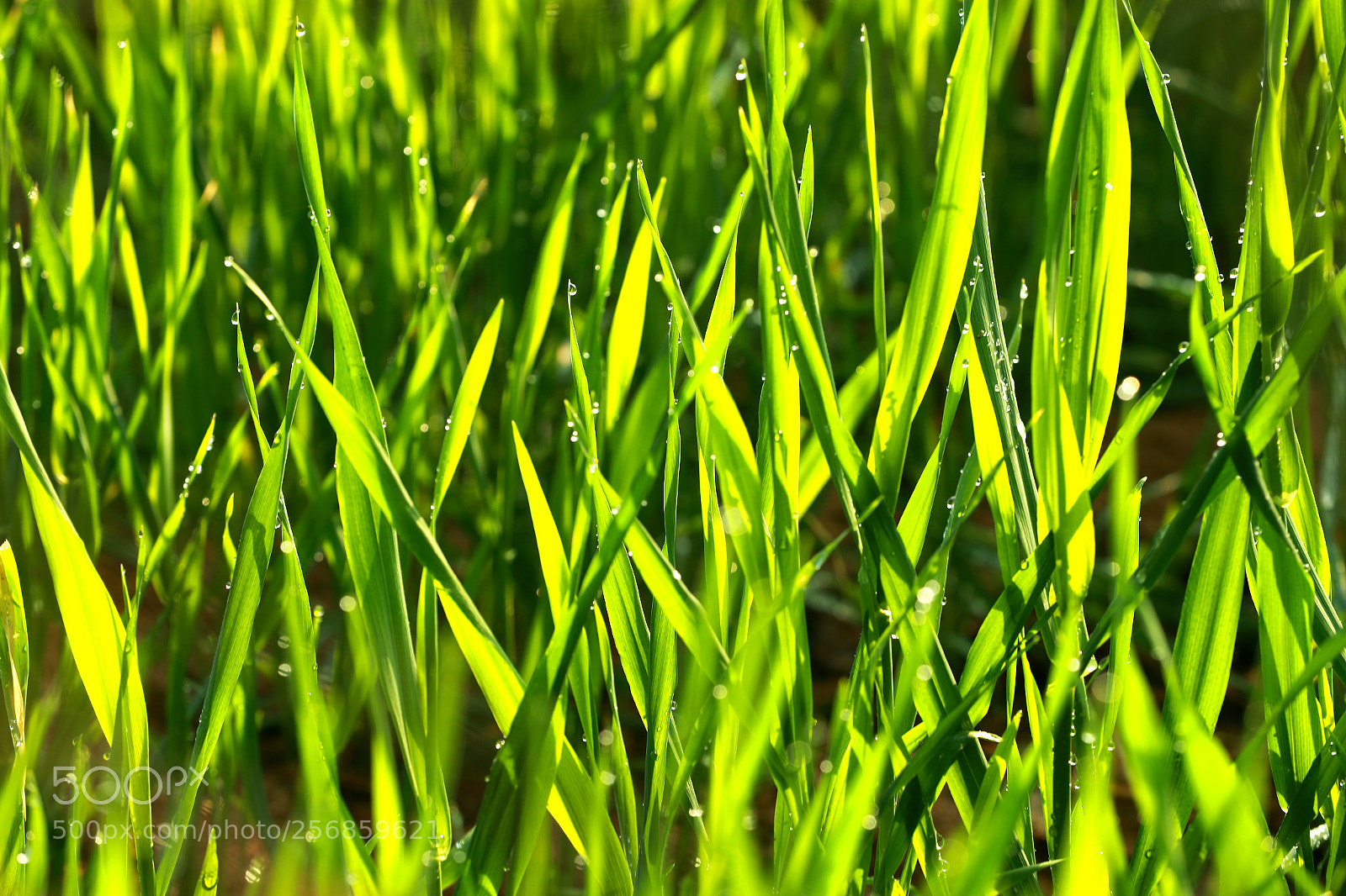 Canon EOS-1D X Mark II sample photo. Cbp photography
