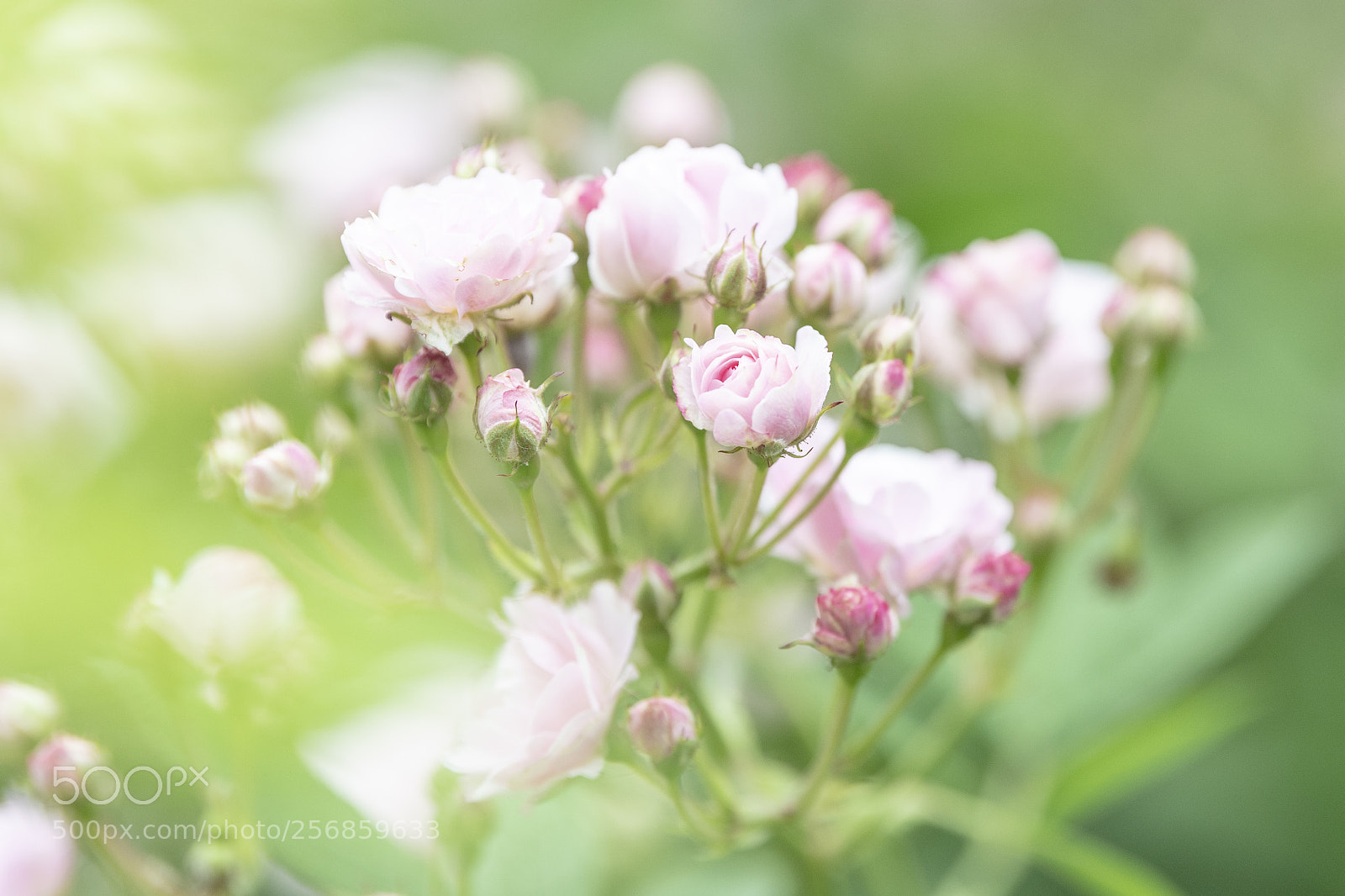 Nikon D5 sample photo. Roses photography