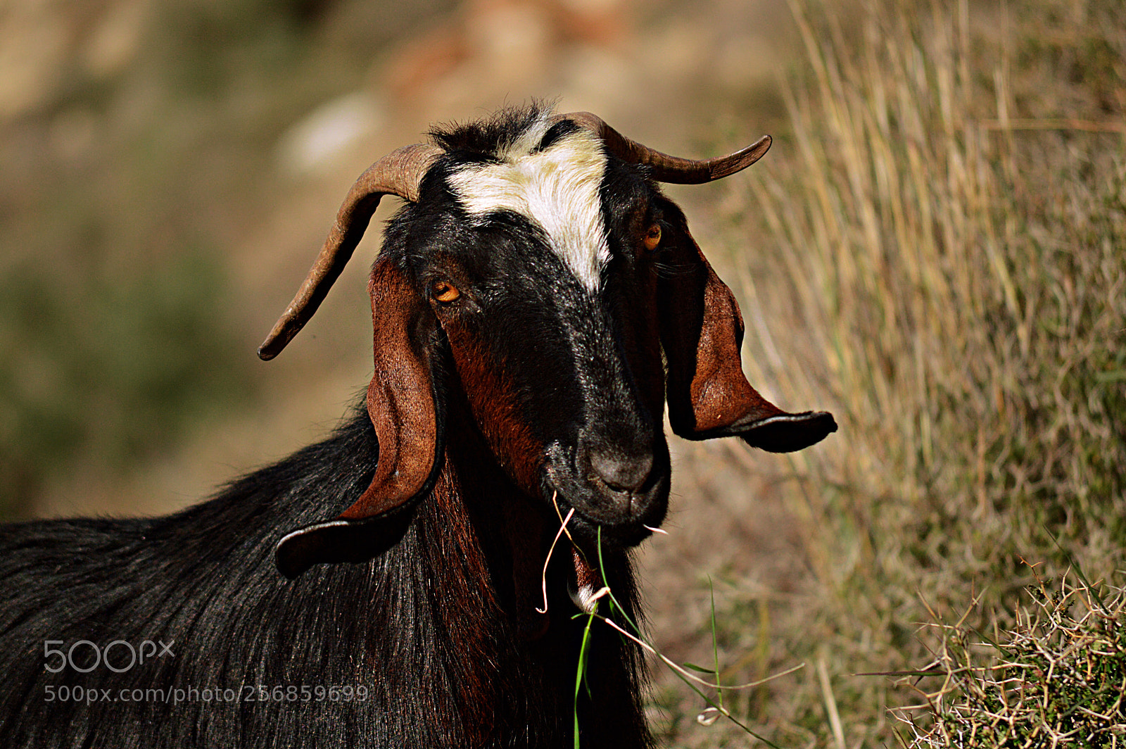Nikon D3200 sample photo. ماعز photography