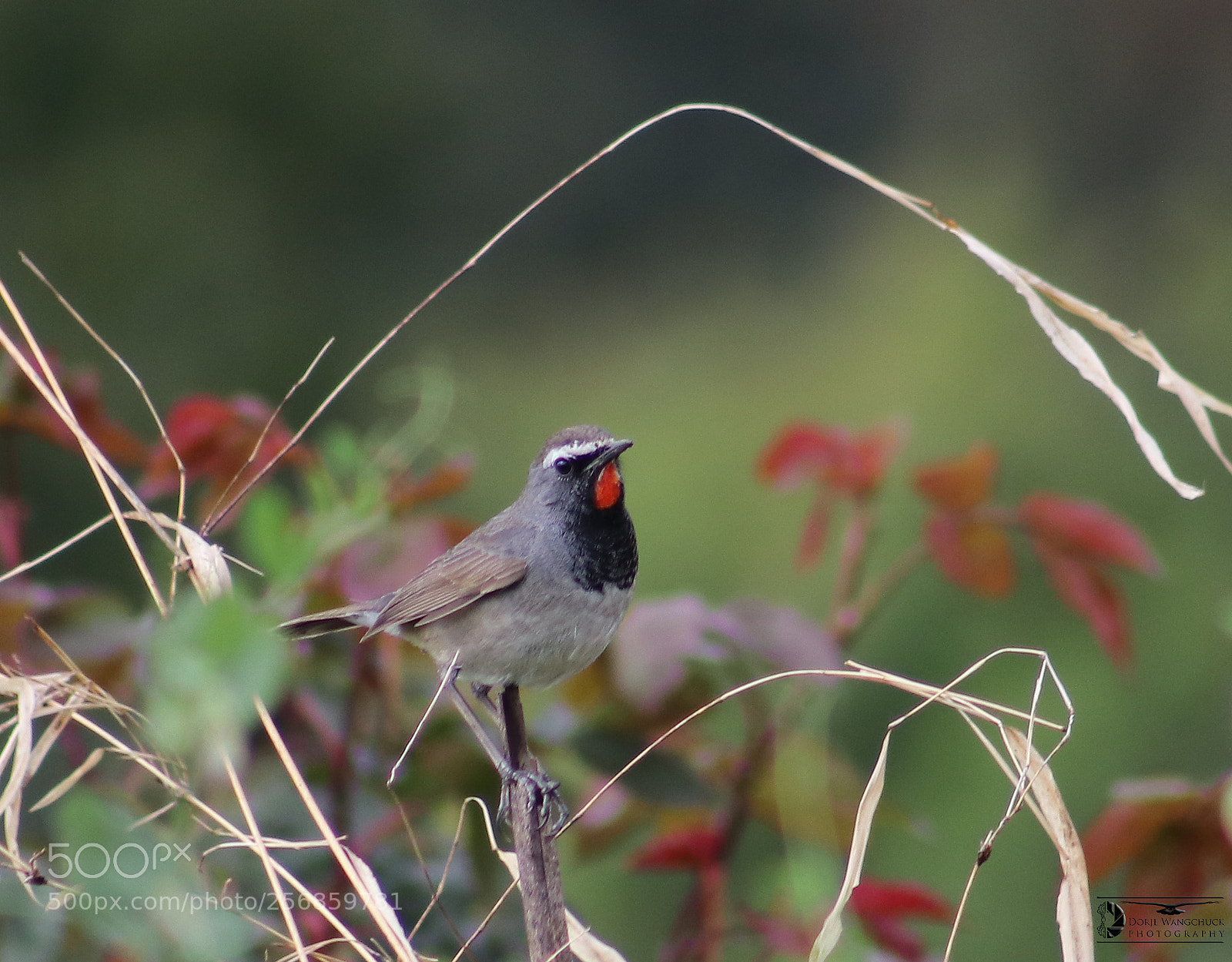 Canon EOS 80D sample photo. हेलम्बुको आँगनैमा, गाऊँन आउँछन् साईबेरियाबाट रुबीथ्रोट photography