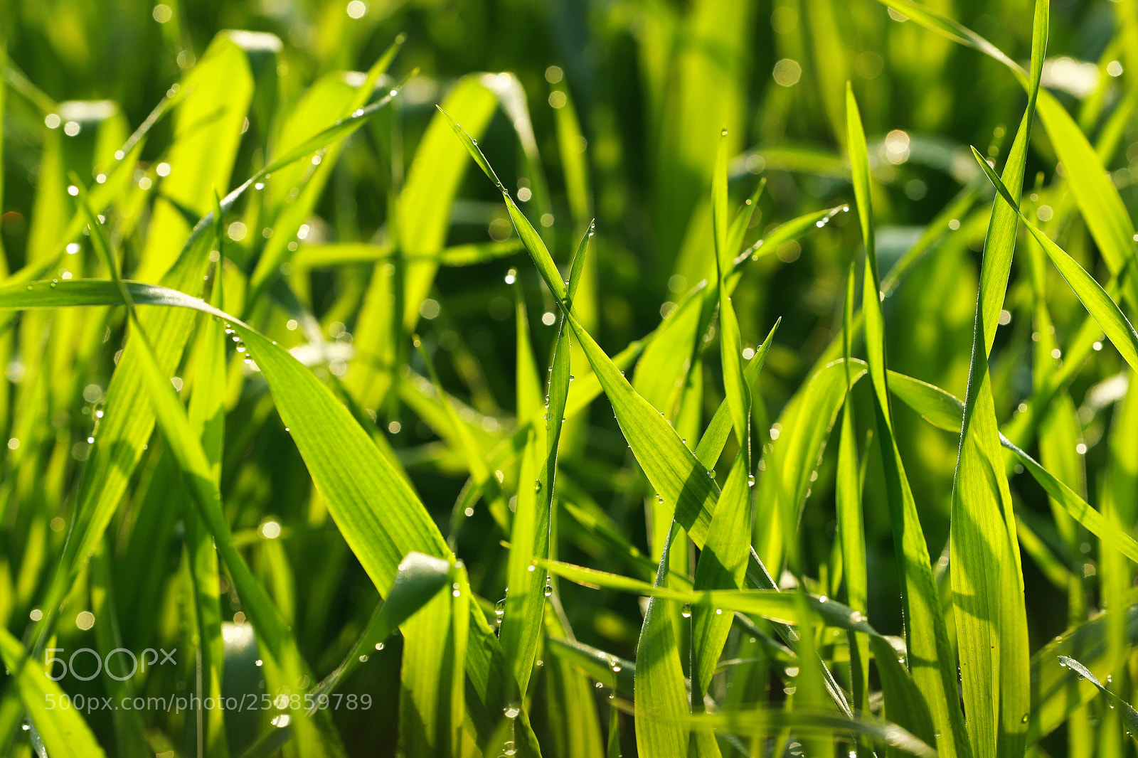 Canon EOS-1D X Mark II sample photo. Cbp photography