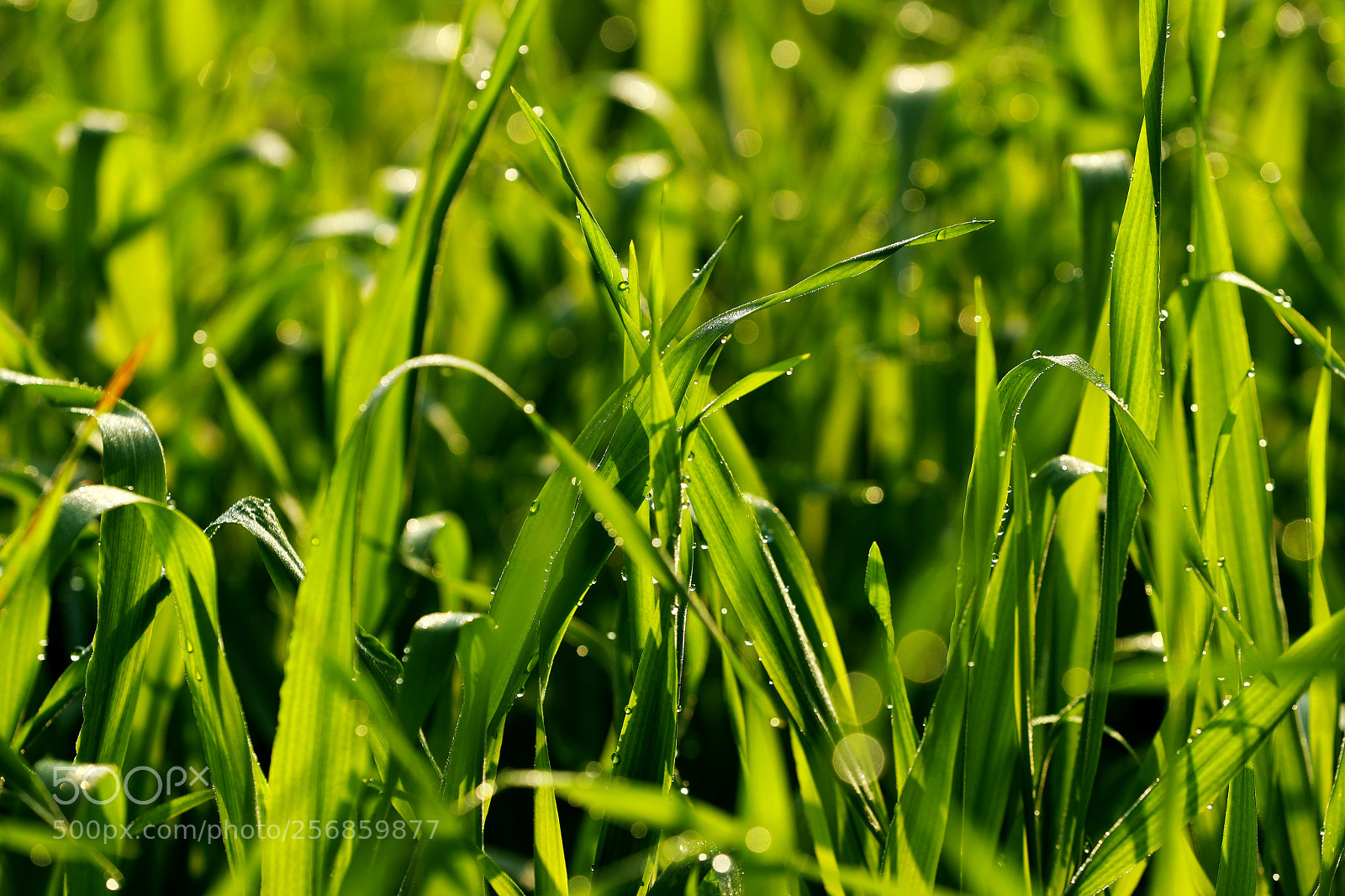 Canon EOS-1D X Mark II sample photo. Cbp photography