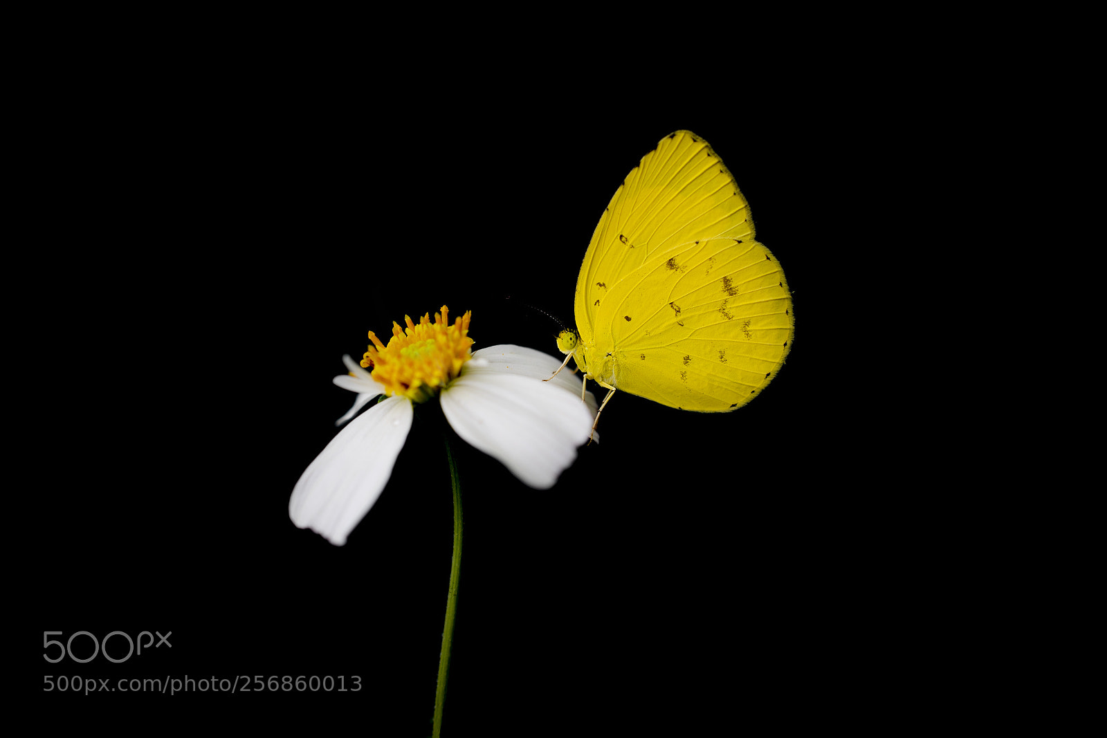 Nikon D750 sample photo. Grass yellow butterfly photography