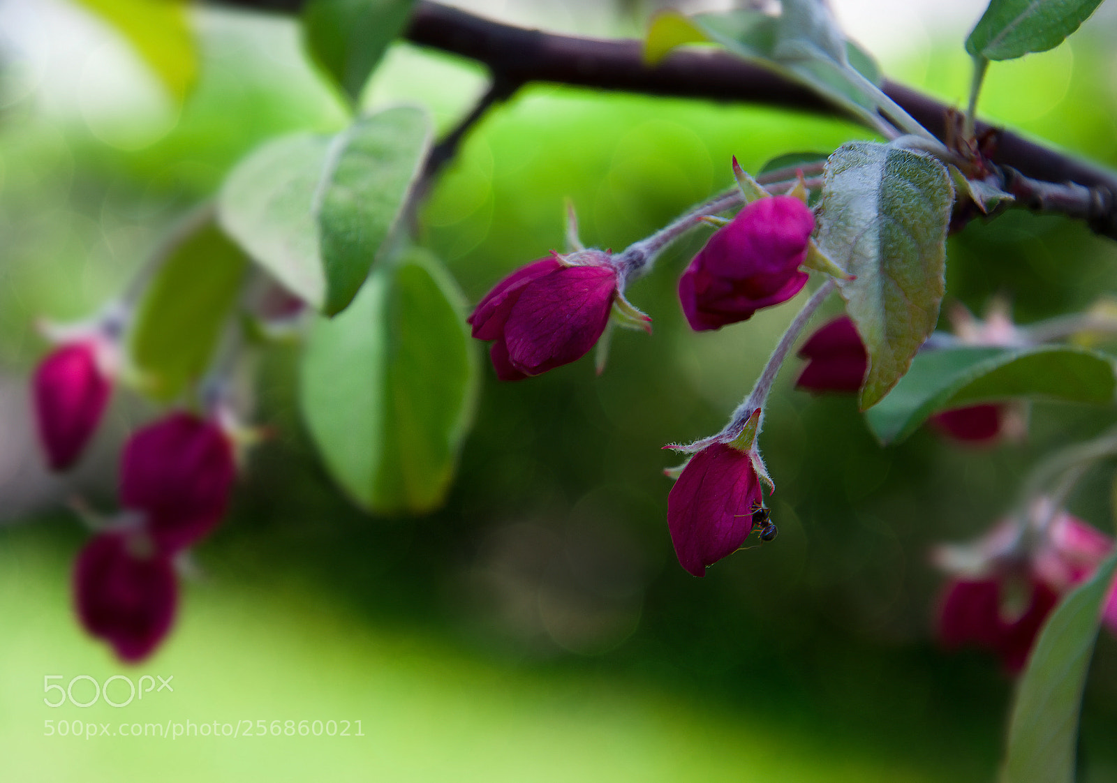 Nikon D7000 sample photo. Яблоня в цвету.apple blossoms photography
