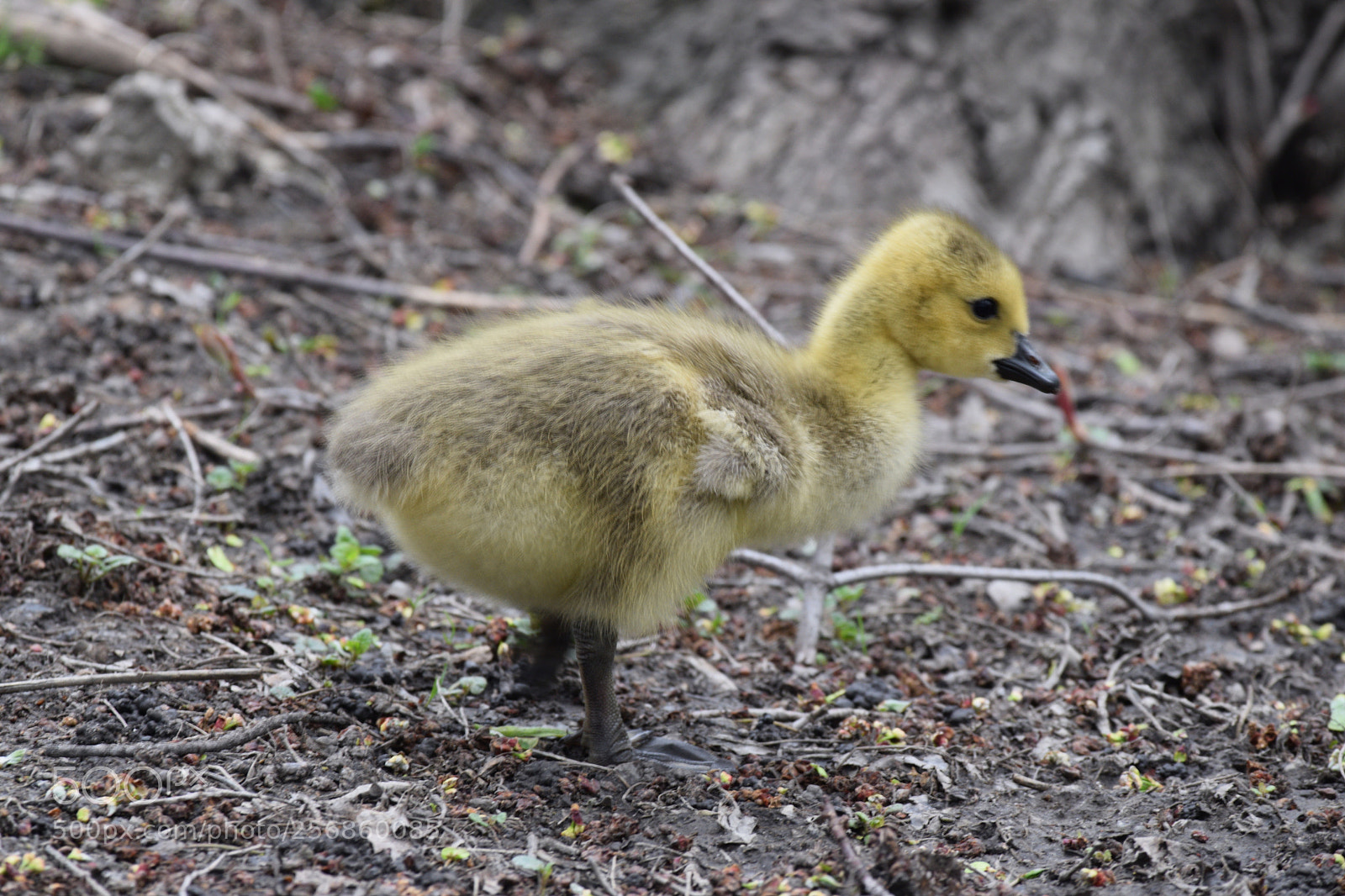 Nikon D3300 sample photo. Gosling photography