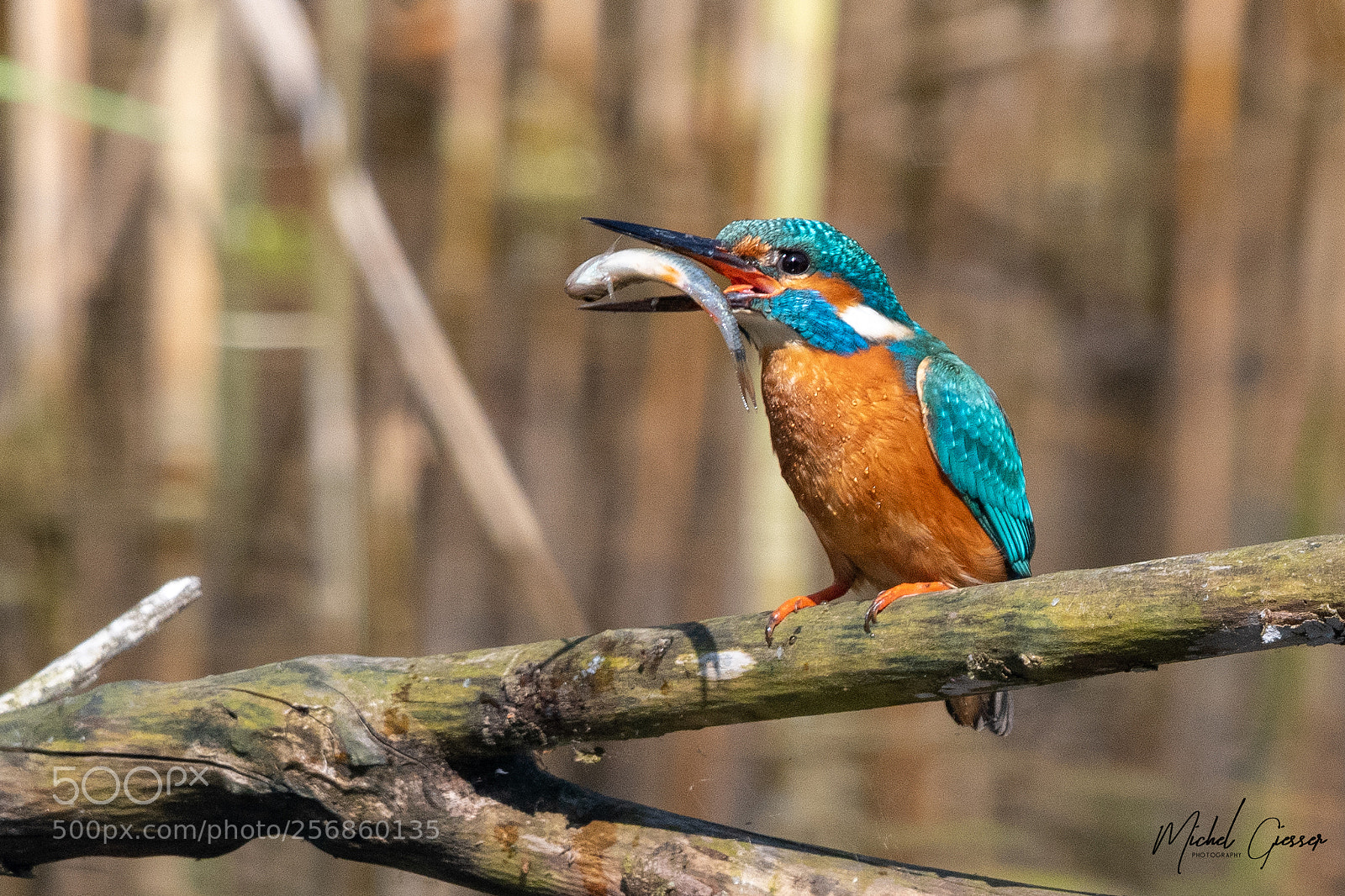 Nikon D850 sample photo. Eisvogel / kingfisher photography