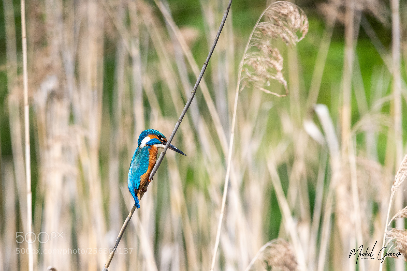 Nikon D850 sample photo. Eisvogel / kingfisher photography