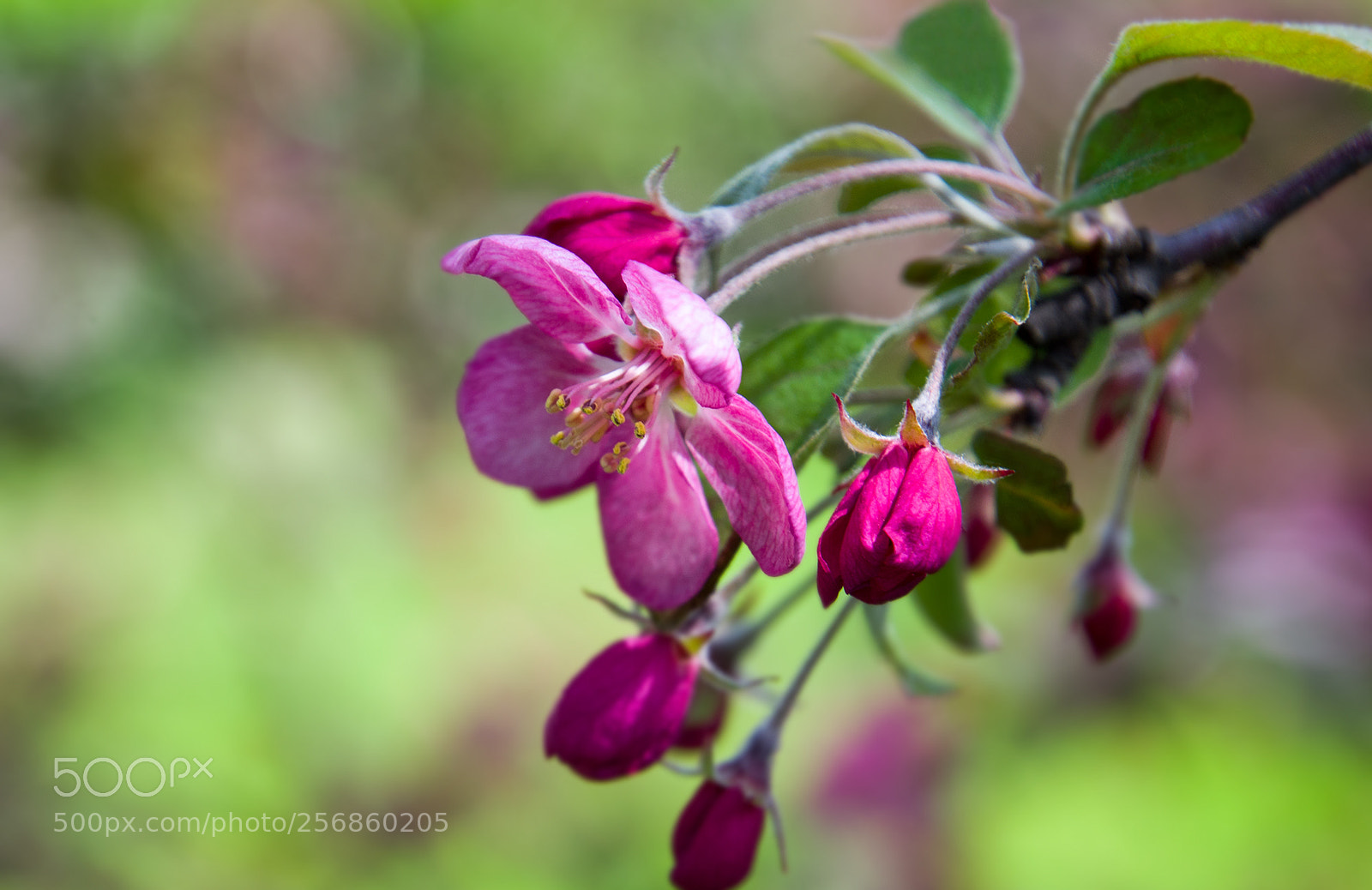 Nikon D7000 sample photo. Яблоня в цвету. apple blossoms. photography