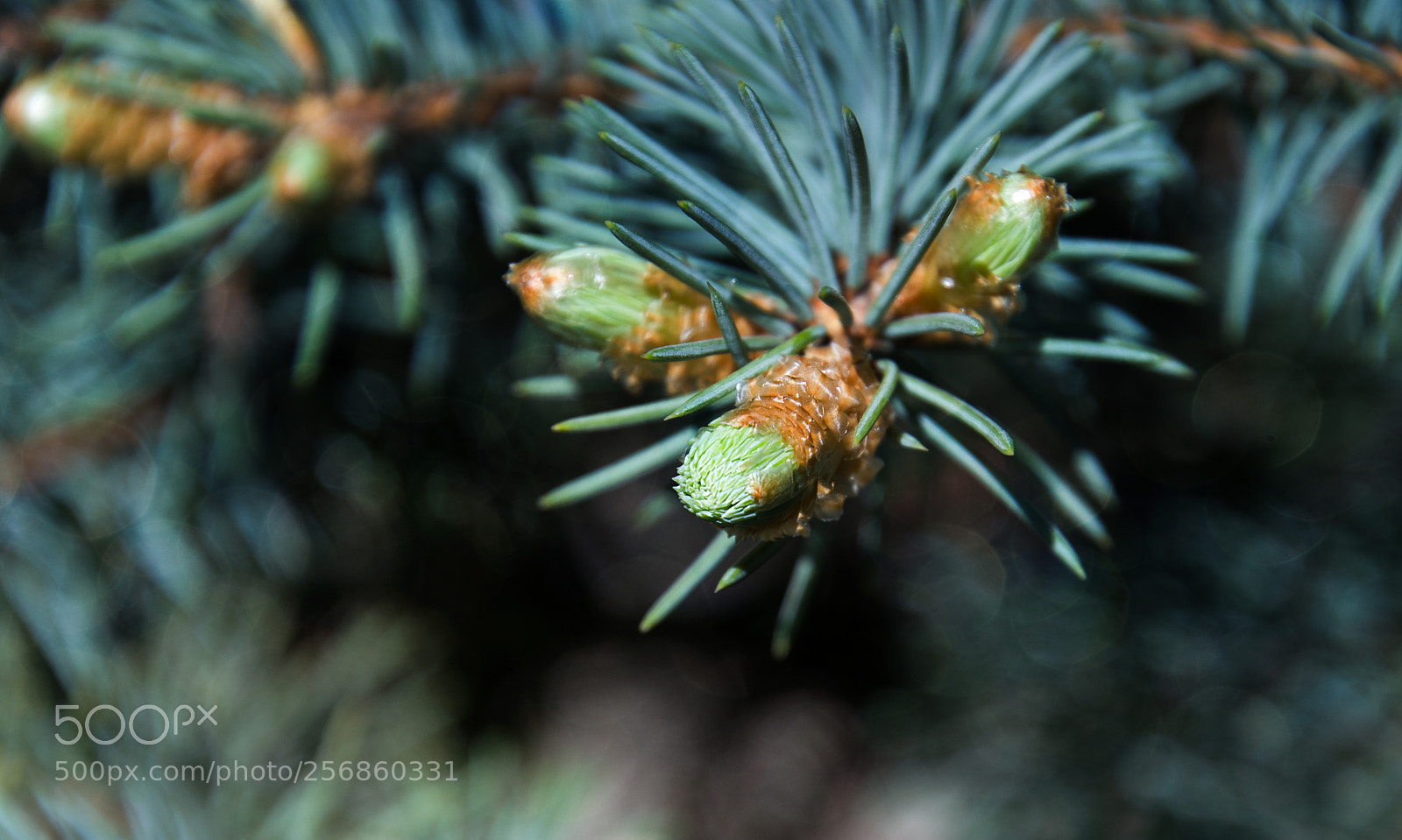 Nikon D7000 sample photo. Веточка. photography