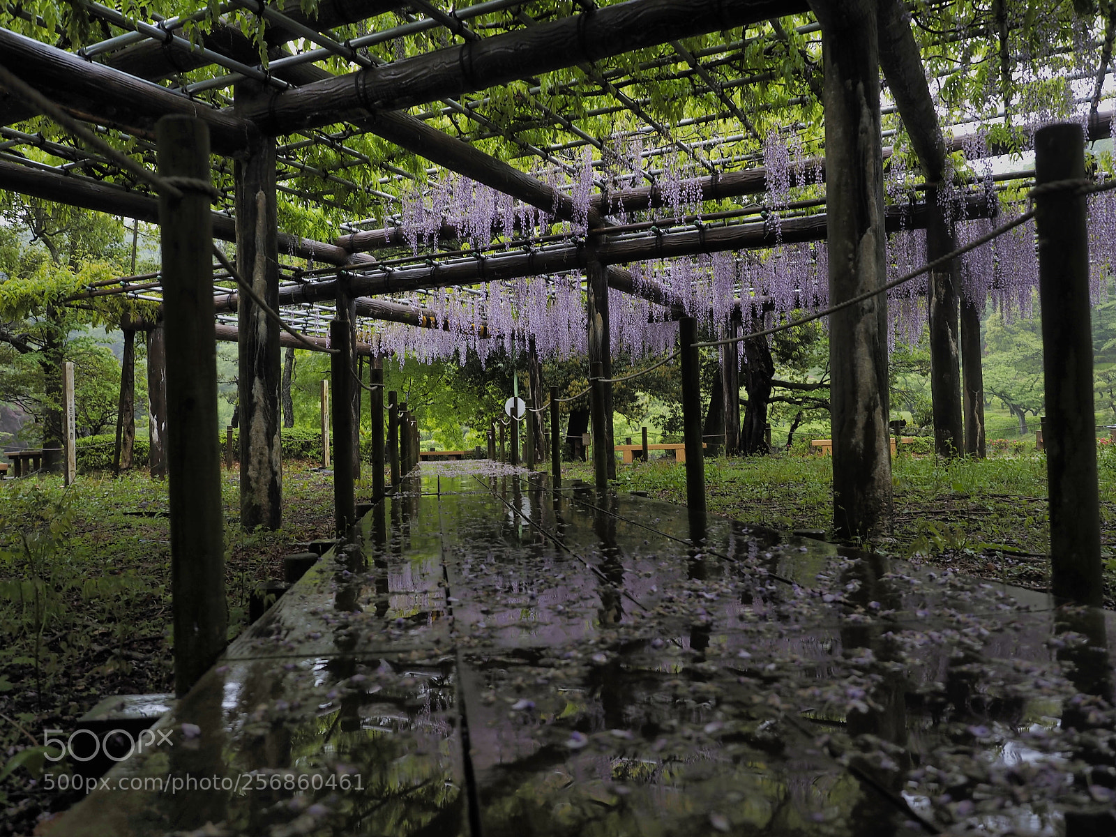 Olympus OM-D E-M1 sample photo. Wisteria trellis on rainy photography