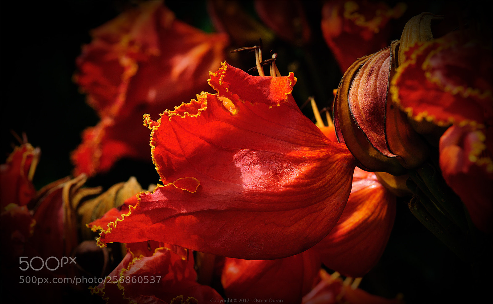 Nikon D200 sample photo. Flamenco photography